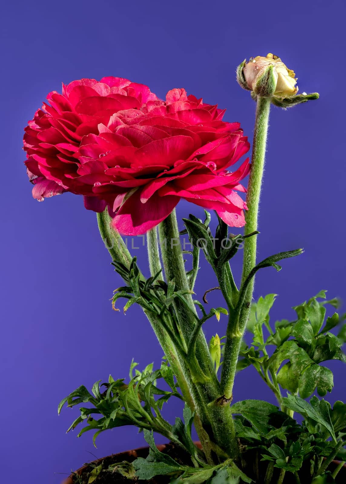 Red ranunculus flower on a blue background by Multipedia