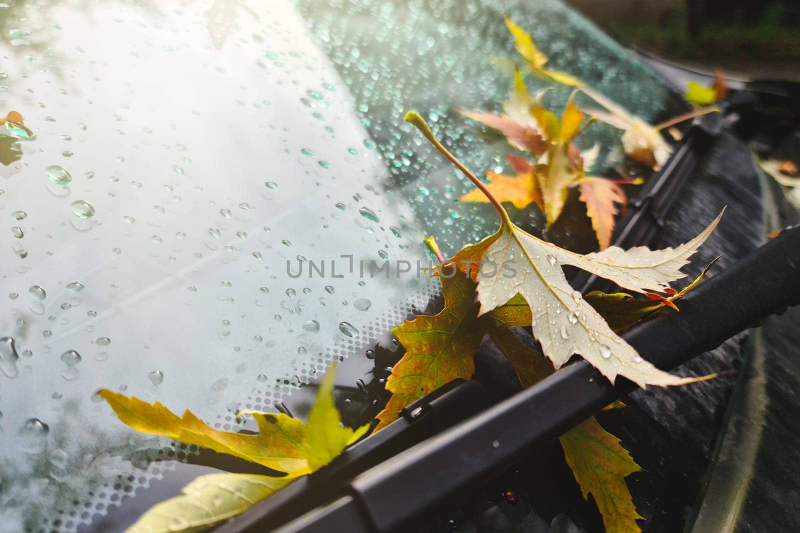 Close up view of car window covered with raindrops and autumn leaves by Rom4ek