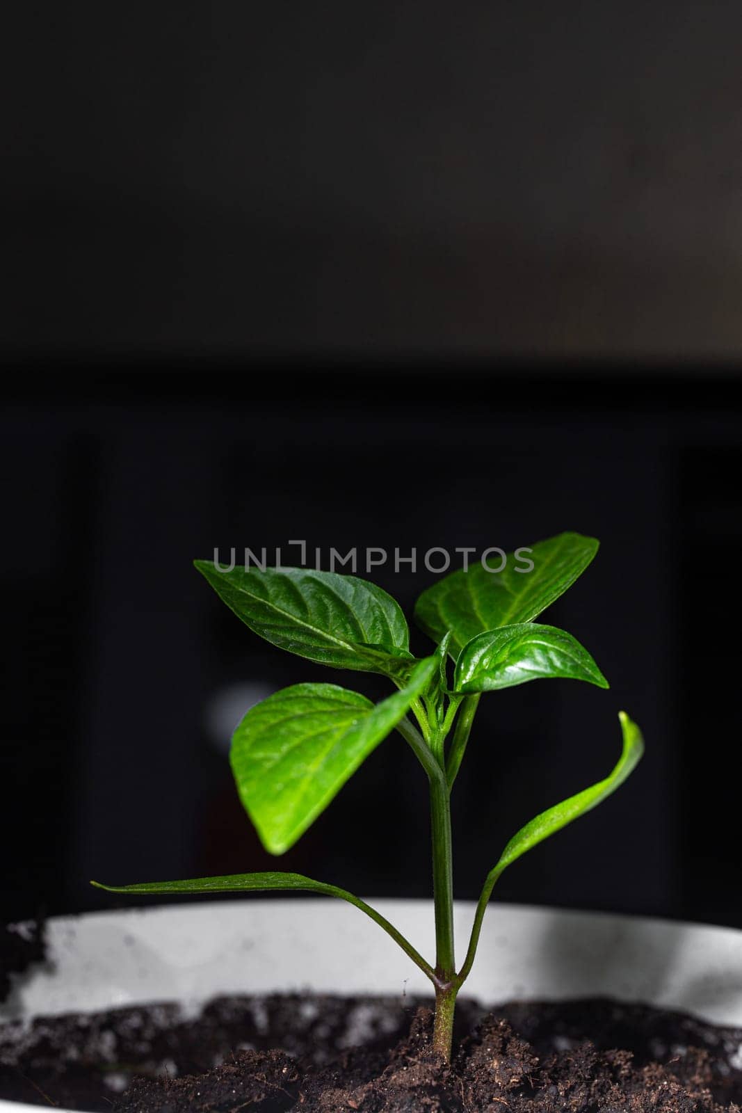 a sprouted Bulgarian feather plant in a white pot on a solid black background. by Pukhovskiy