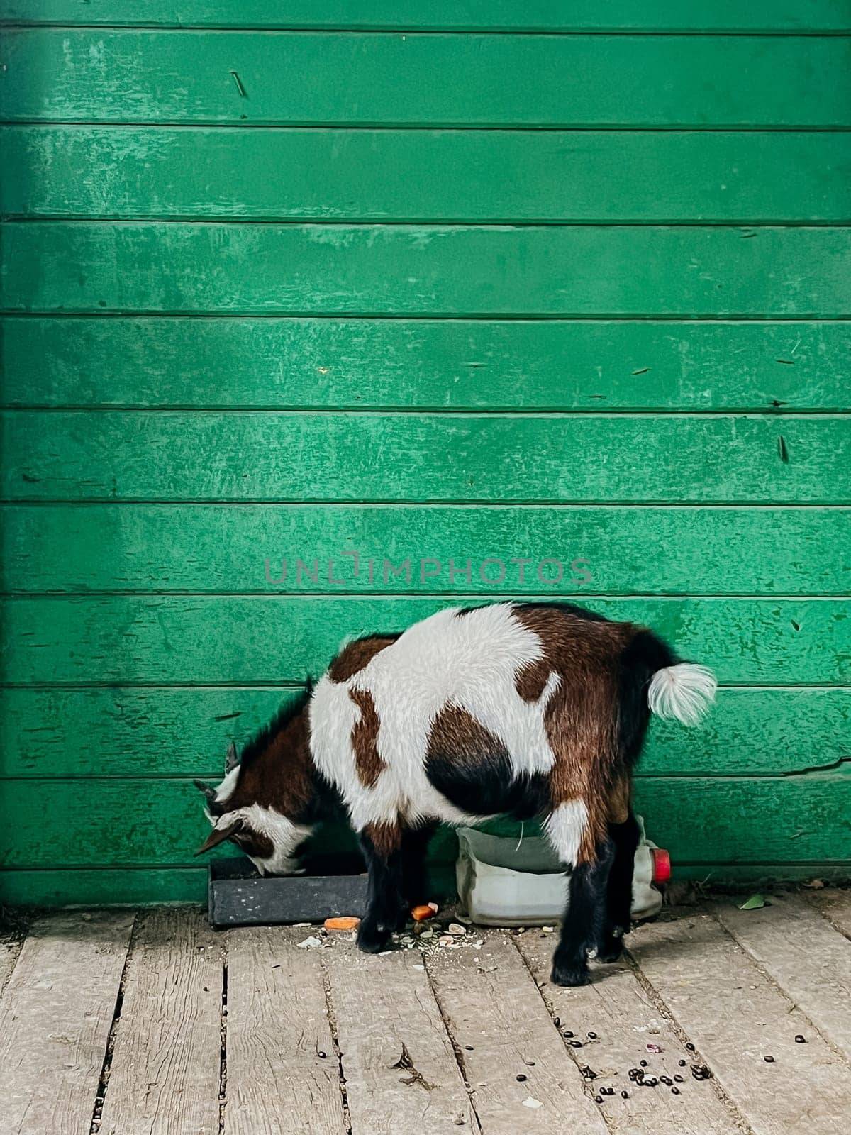 A small goat with brown and white fur stands sideways eating food scattered on the wooden floor in front of a solid green wall.