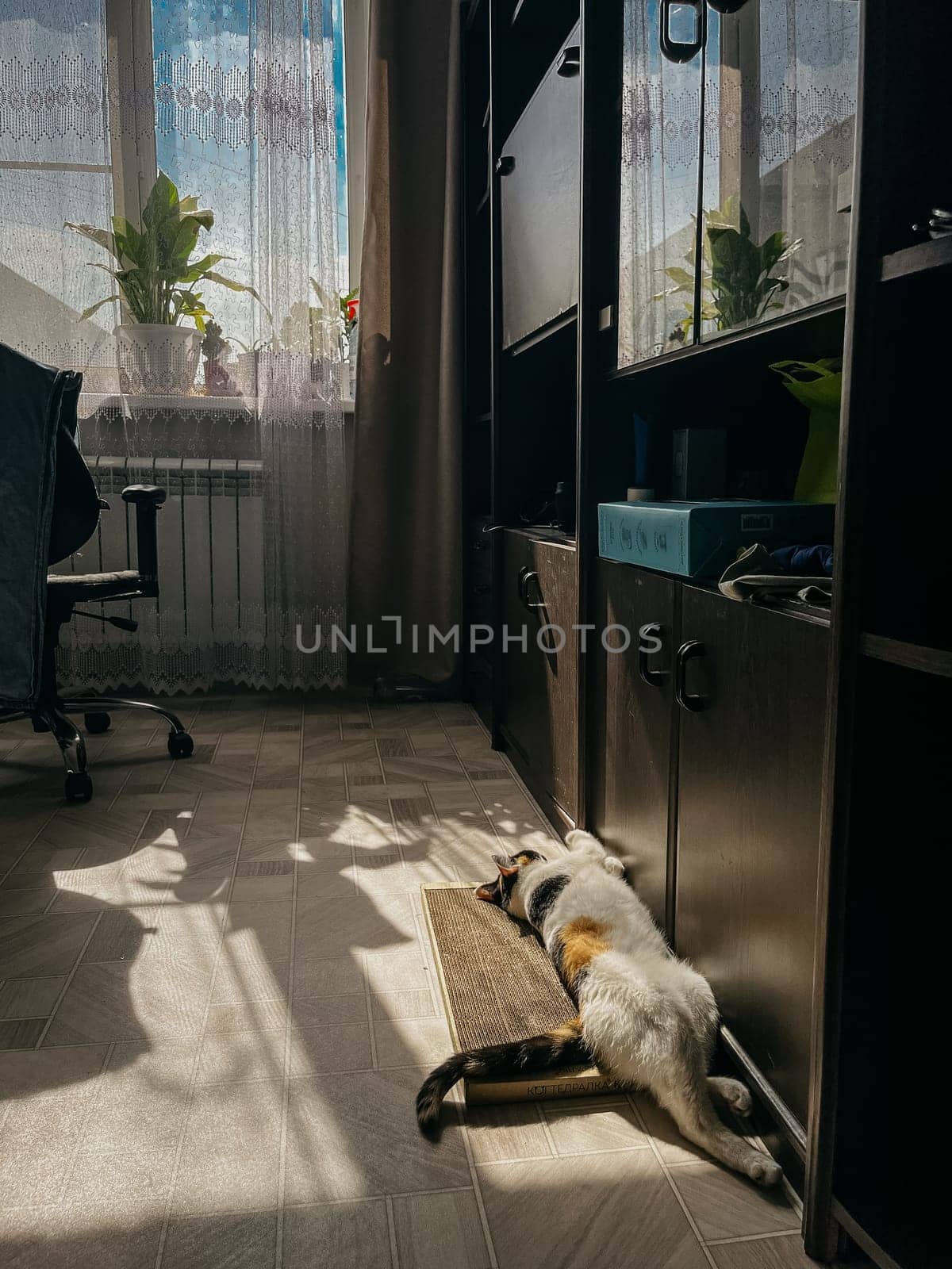 Tabby cat is sleeping on the floor near the window. Indoors. Copy Space by Pukhovskiy