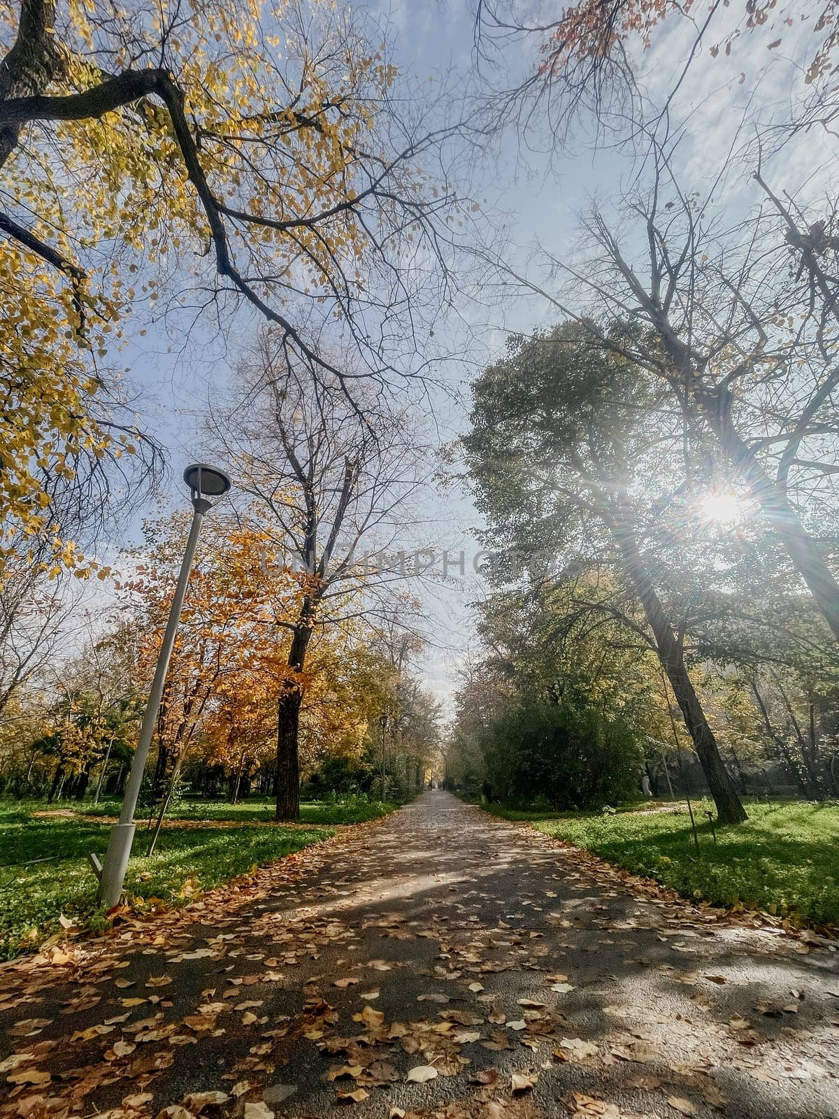 Landscaped park path with fallen autumn leaves and a clear blue sky by Pukhovskiy