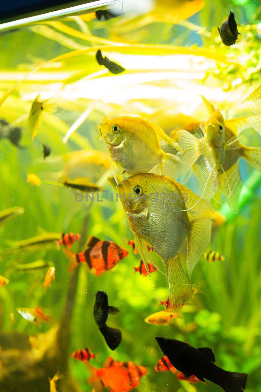 Freshwater Aquarium with Colorful Fish and Plants by Pukhovskiy