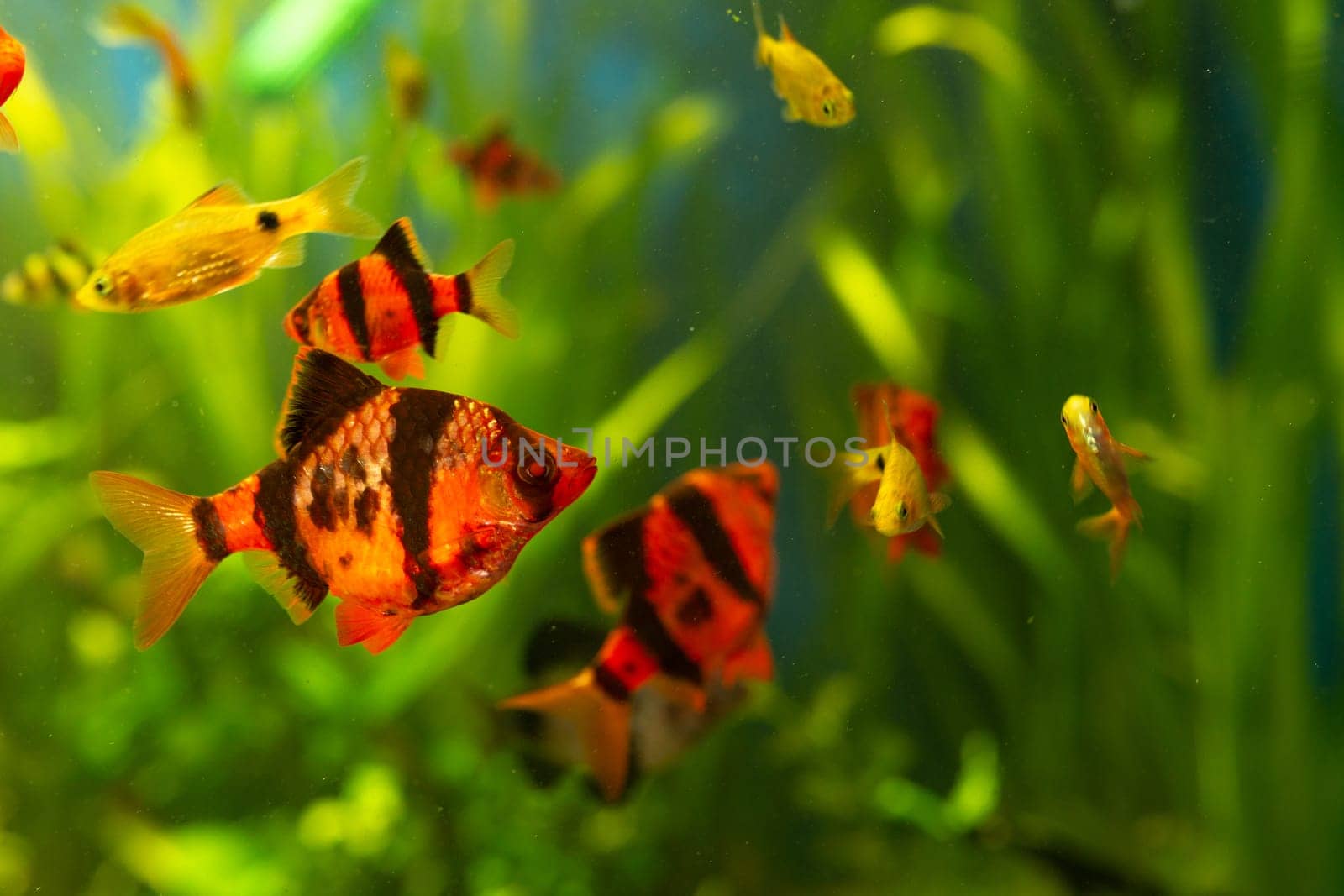 A colorful community of small tropical fish in a planted aquarium tank with green plants and a blue background.