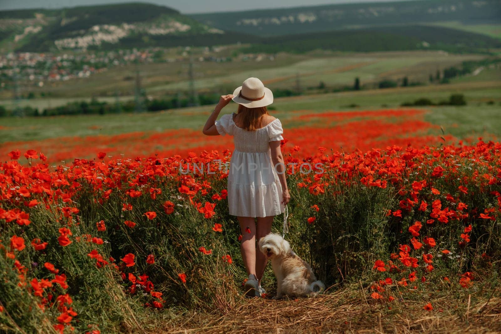 Field of poppies woman dog. Happy woman in a white dress and hat stand with her back through a blooming field of poppy with a white dog. Field of blooming poppies
