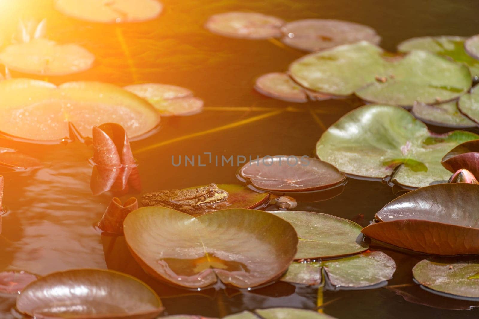 frog leaf water lily. A small green frog is sitting at the edge of water lily leaves in a pond.