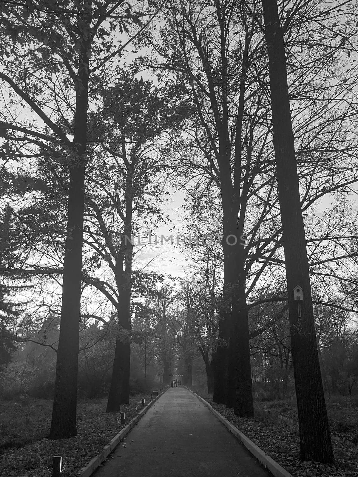 a beautiful walking alley with trees. black and white photo by Pukhovskiy