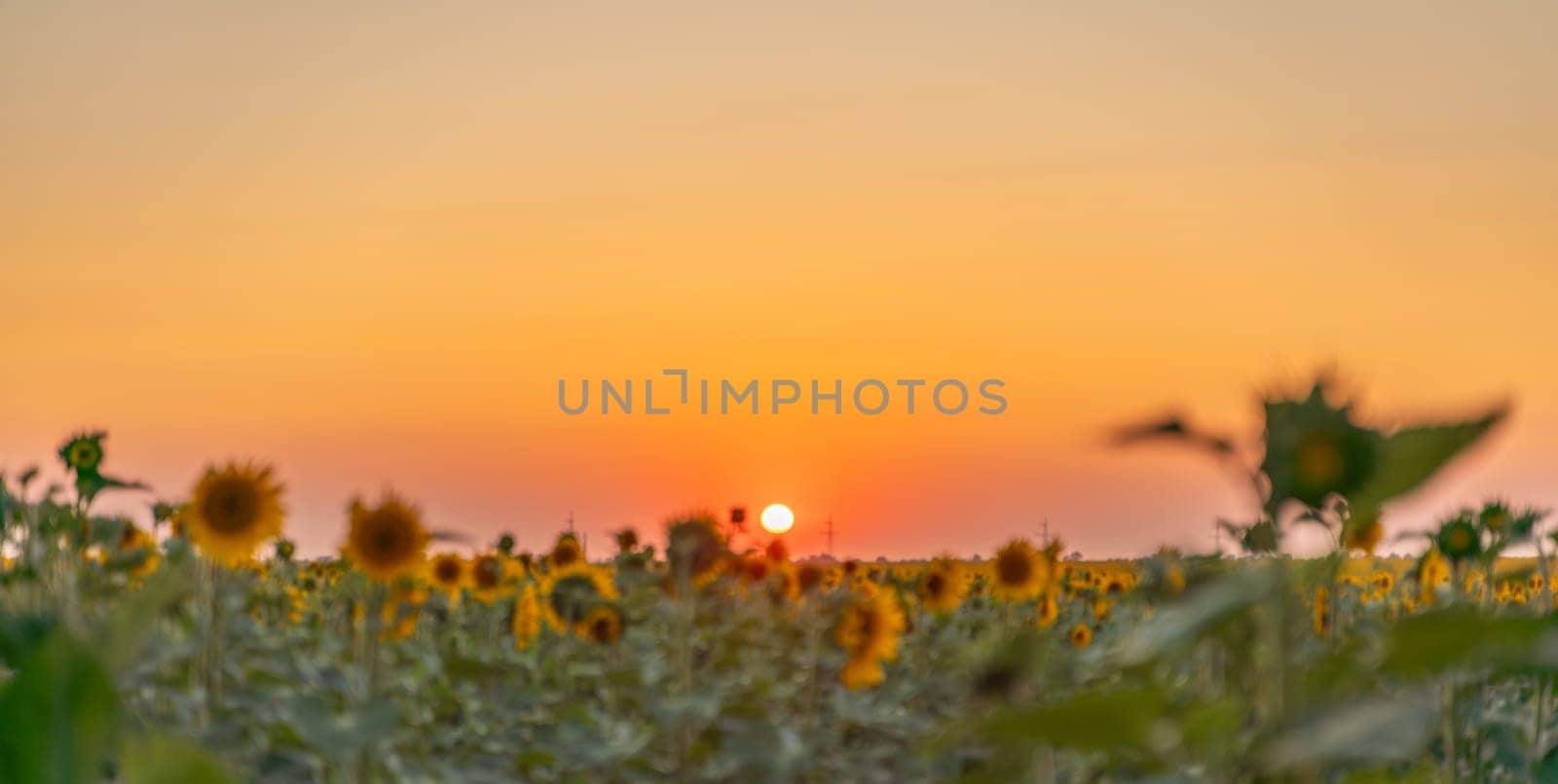 Field sunflowers in the warm light of the setting sun. Summer time. Concept agriculture oil production growing