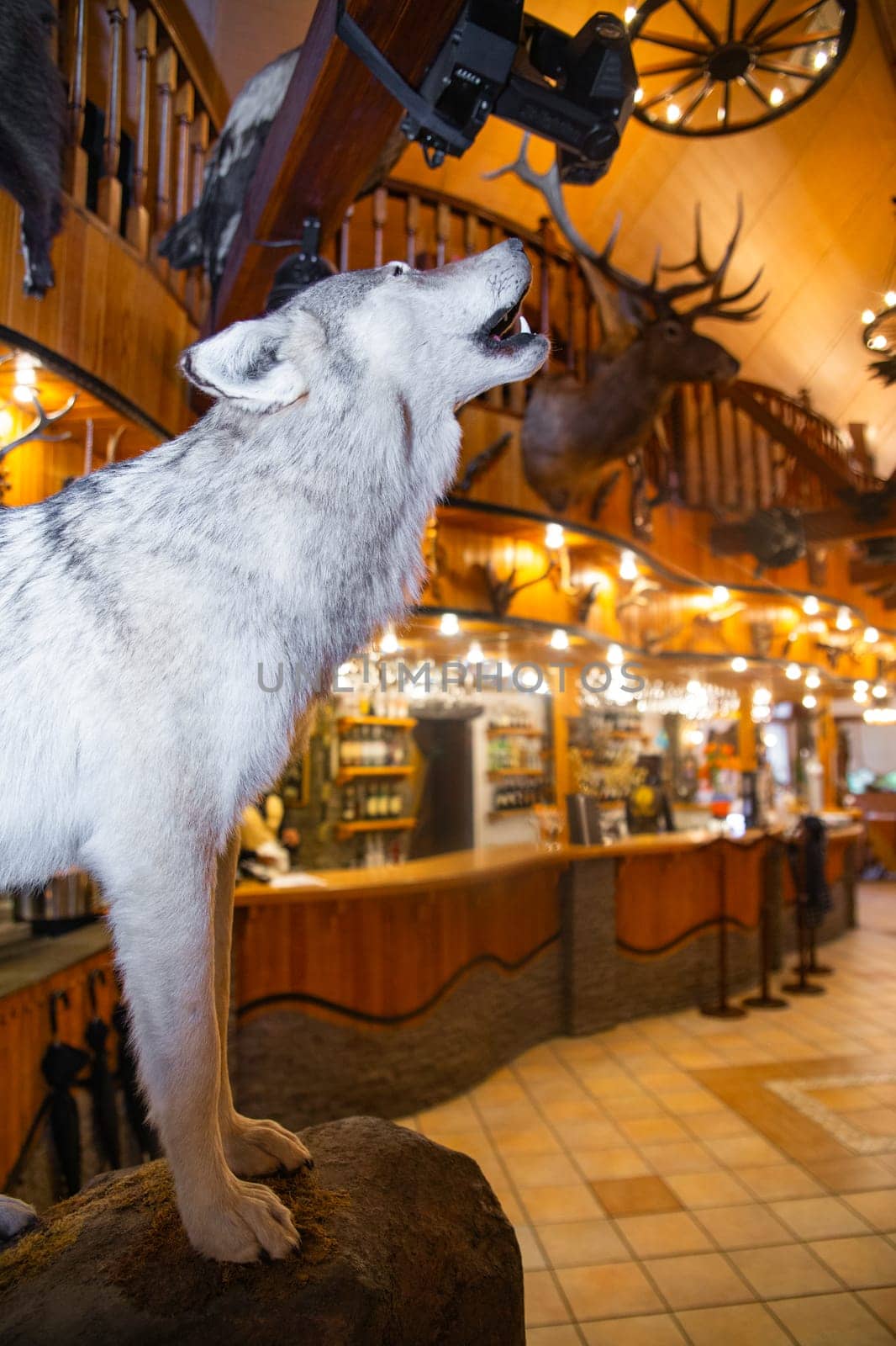 A full-size gray wolf standing on a rock taxidermy display in a restaurant with wood-paneled walls and a balcony.