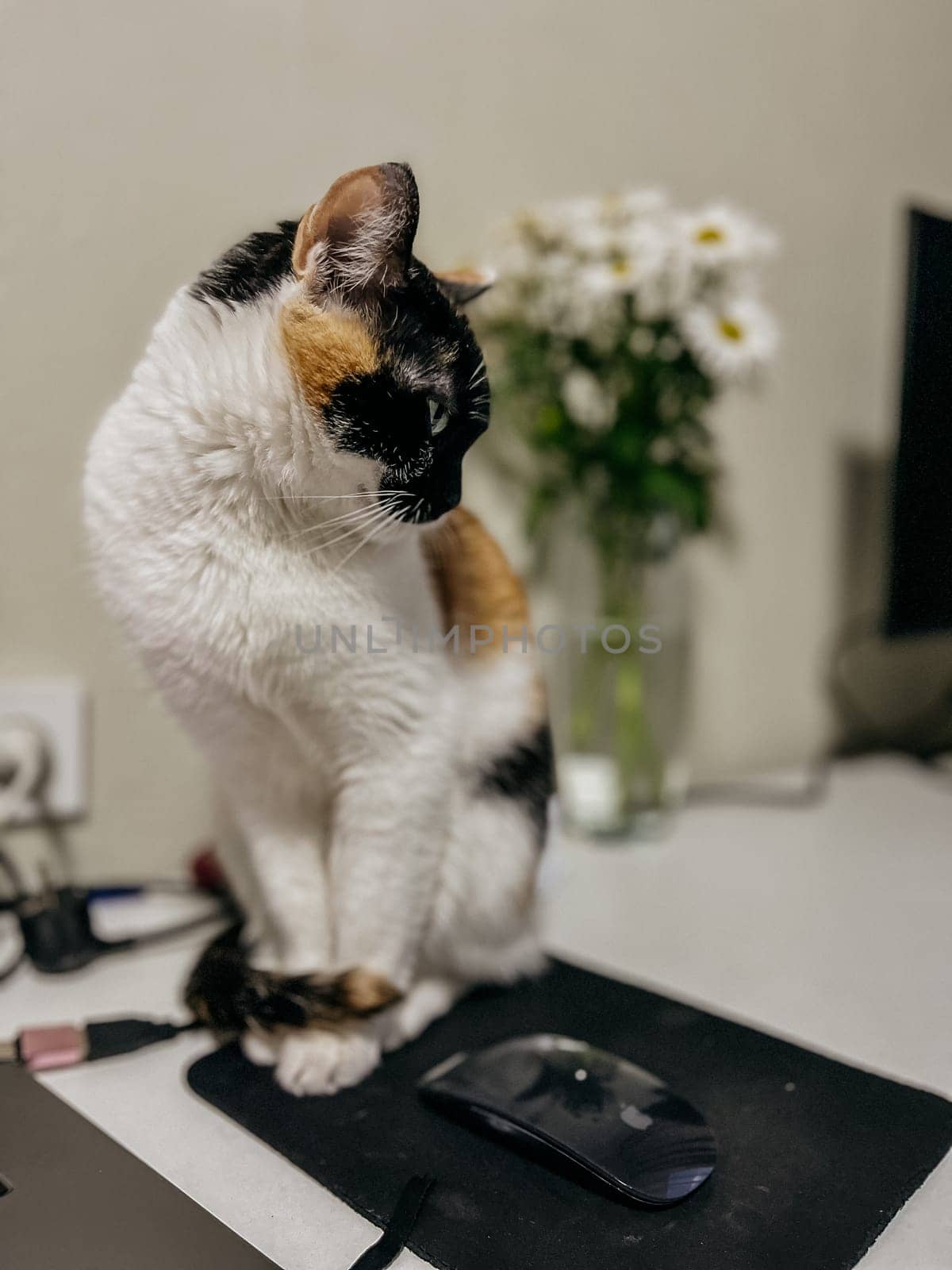 Cat sitting on a desk with flowers in the background by Pukhovskiy