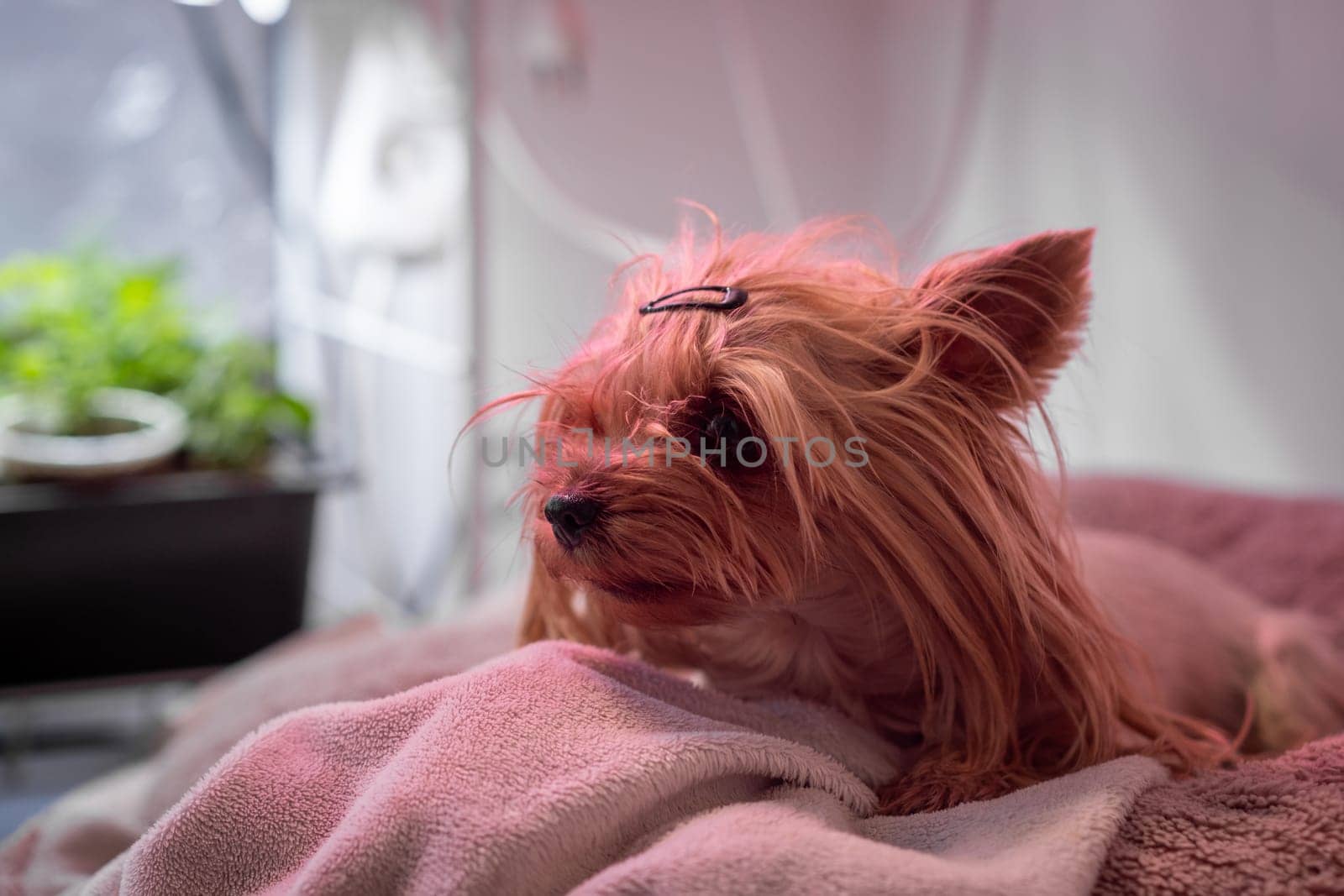 The Yorkshire Terrier dog is lying on the couch and resting. A beautiful pet dog.