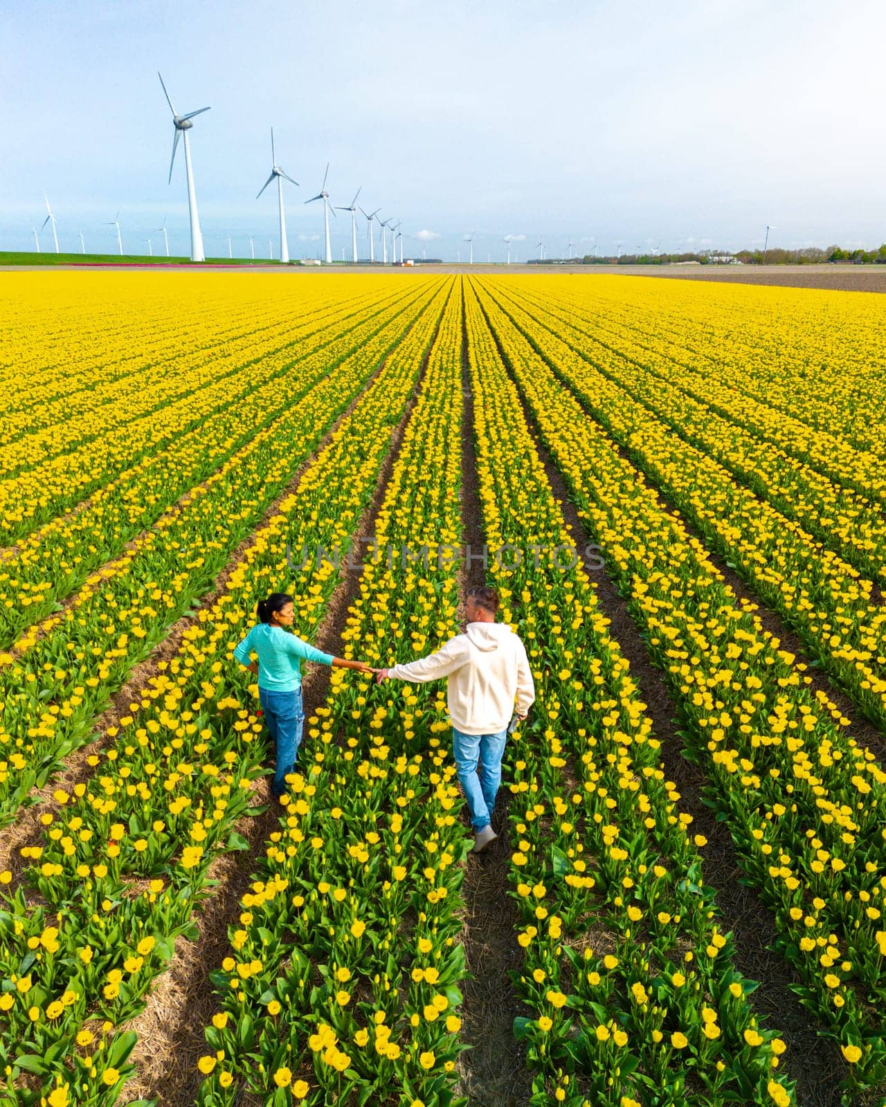 Men and women in tulip flower fields seen from above with a drone in the Netherlands, Tulip fields in the Netherlands during Spring, diverse couple in spring flower field