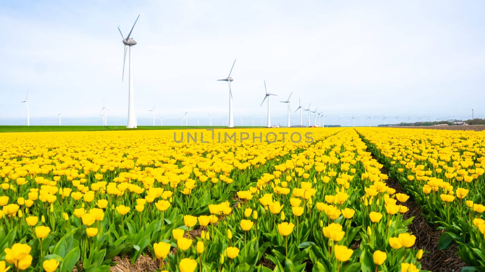 windmill park with tulip flowers in Spring, windmill turbines Netherlands Europe by fokkebok