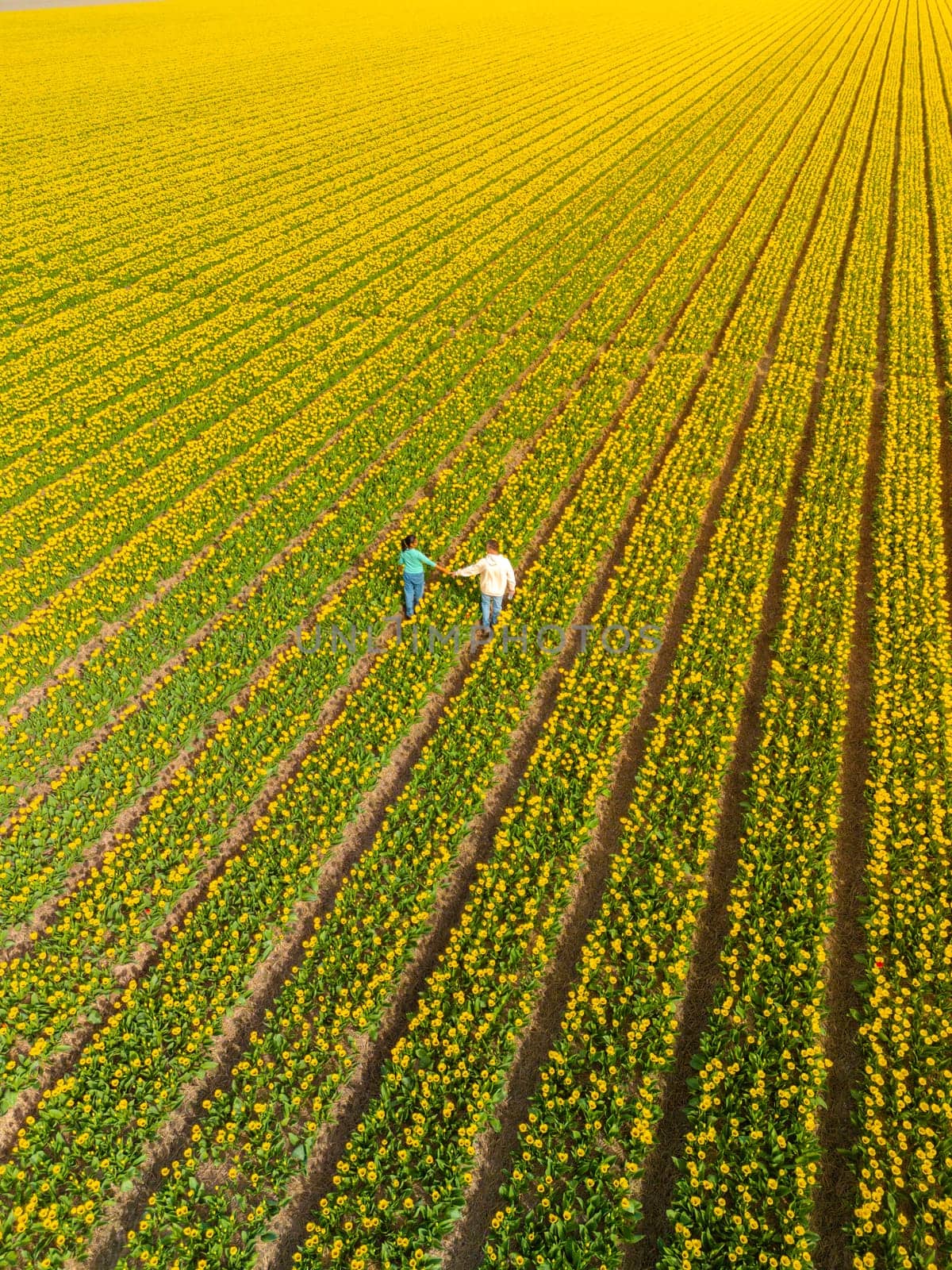 Men and women in flower fields seen from above with a drone in the Netherlands, Tulip fields in the Netherlands during Spring, a diverse couple of an Asian woman and a Caucasian man