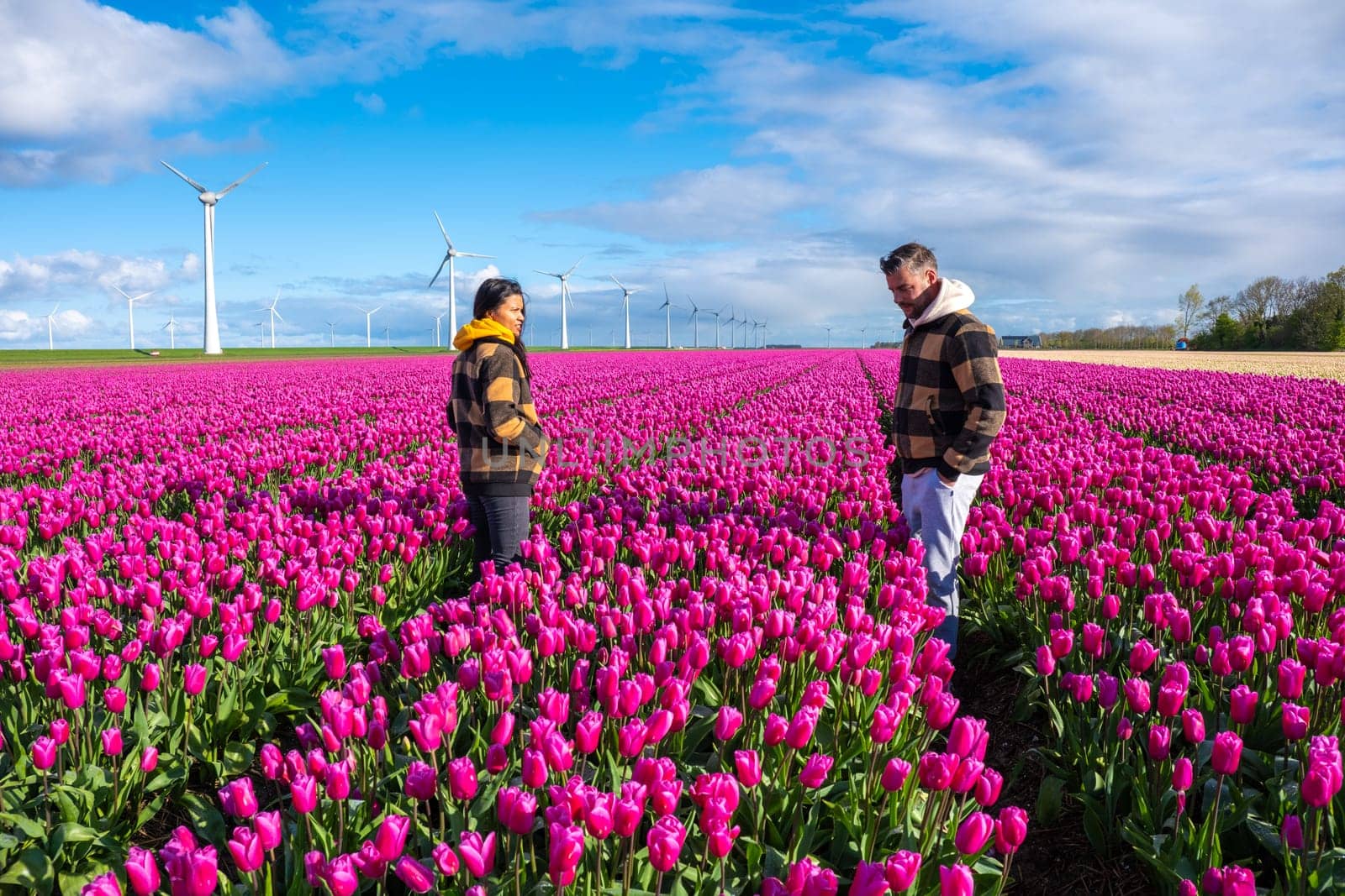 A couple stands gracefully in a vibrant field of purple tulips, surrounded by the beauty of windmill turbines in the Netherlands in Spring by fokkebok