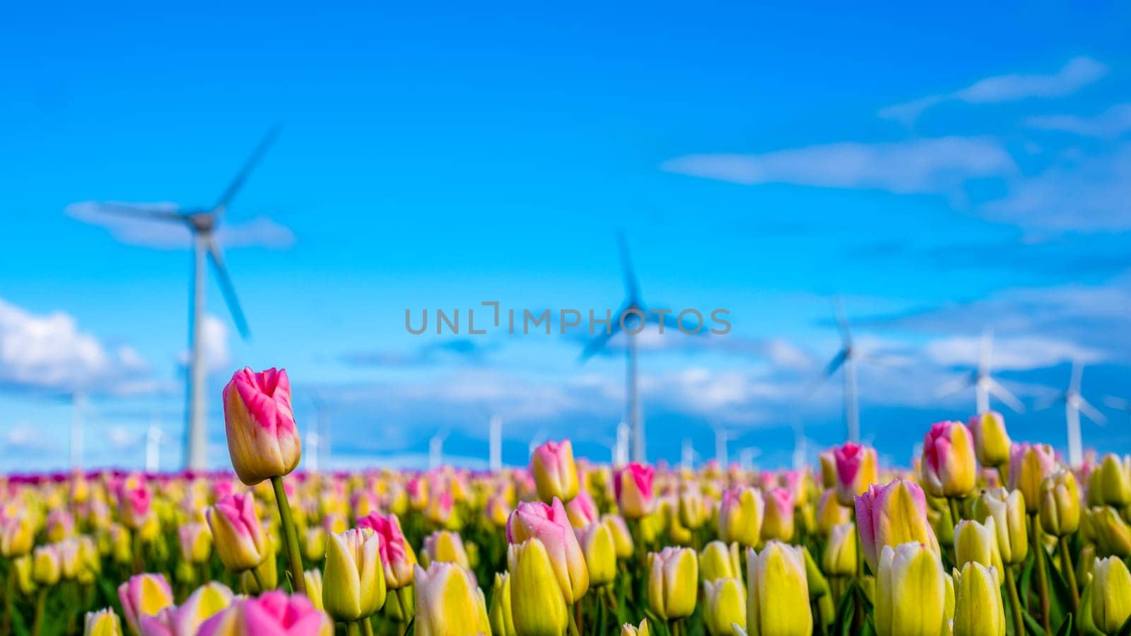 A vibrant field of tulips stretches endlessly, with majestic windmills towering in the background, spinning gracefully in the spring breeze by fokkebok