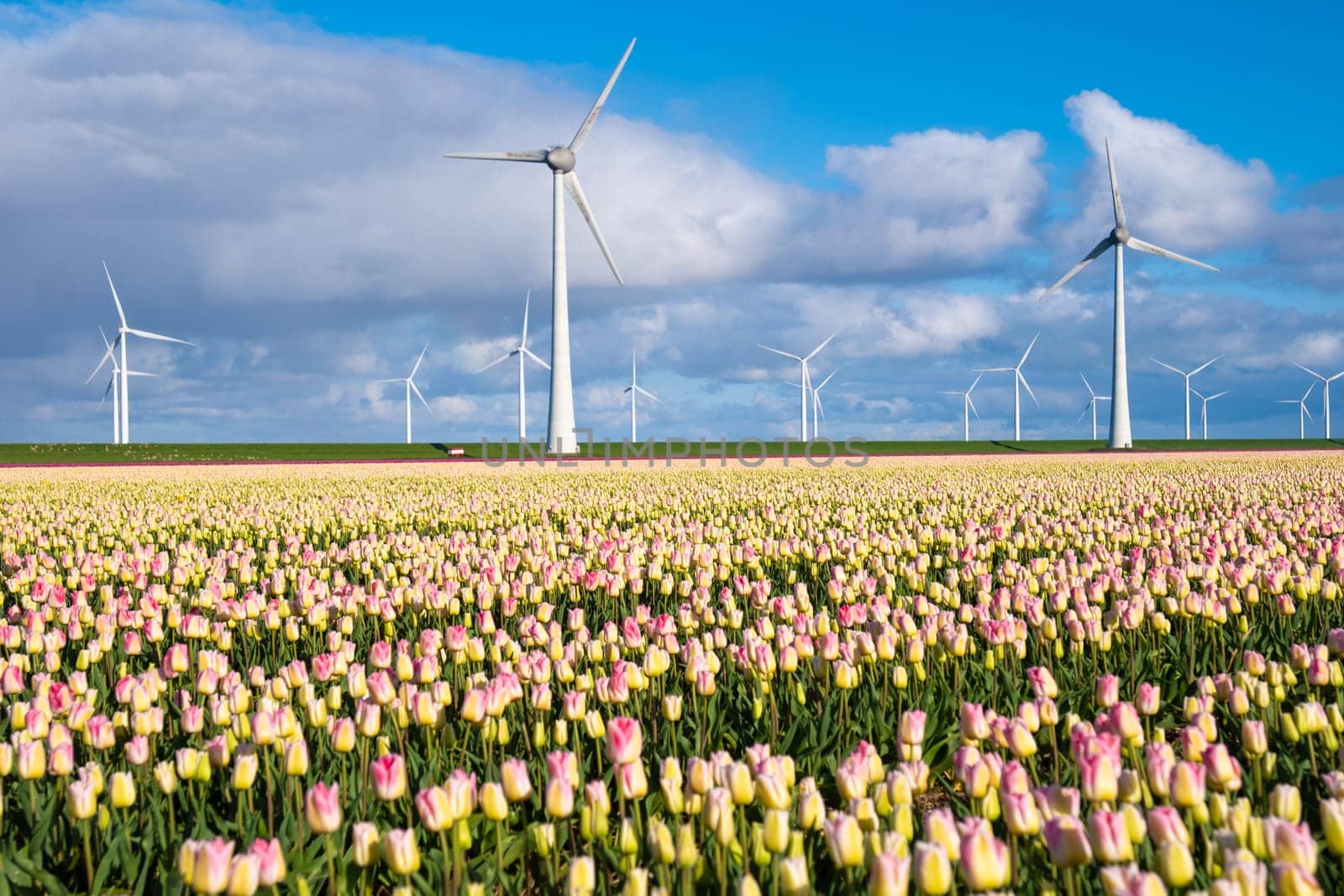 Vibrant tulips sway gracefully in a field as majestic windmills stand tall in the background, creating a picturesque scene of Dutch countryside in spring. in the Noordoostpolder Netherlands