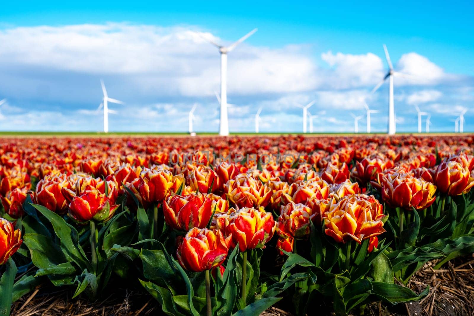 A vibrant field of red and yellow tulips sways gracefully in the spring breeze, with traditional windmills standing tall in the background. windmill turbines in the Noordoostpolder Netherlands