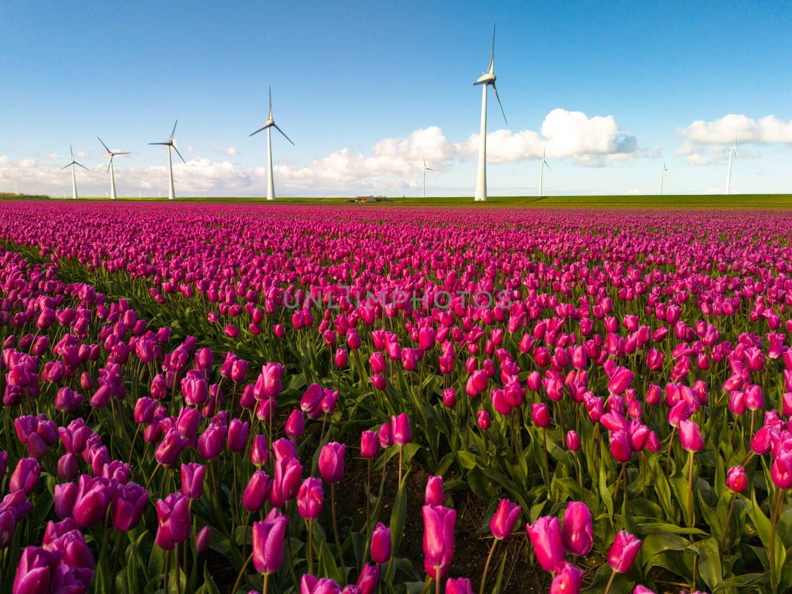 offshore windmill park with clouds and a blue sky, windmill park in the ocean drone aerial view with wind turbine Flevoland Netherlands Ijsselmeer by fokkebok