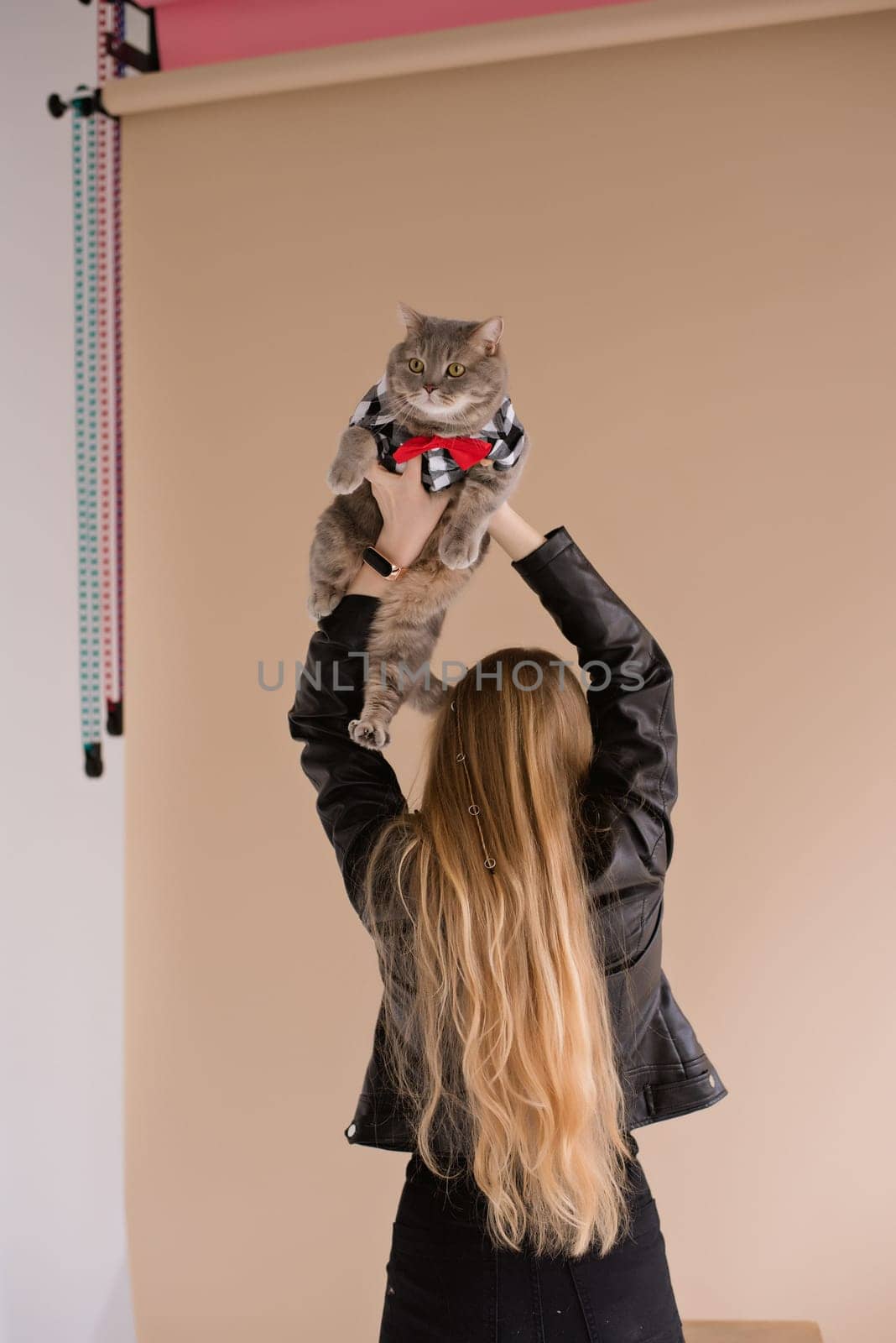A woman natural blonde long hair in a black clothes stand back on photo studio. girl with big boss pet scottish straight cat in suit ant tie. portrait , vertical, close up