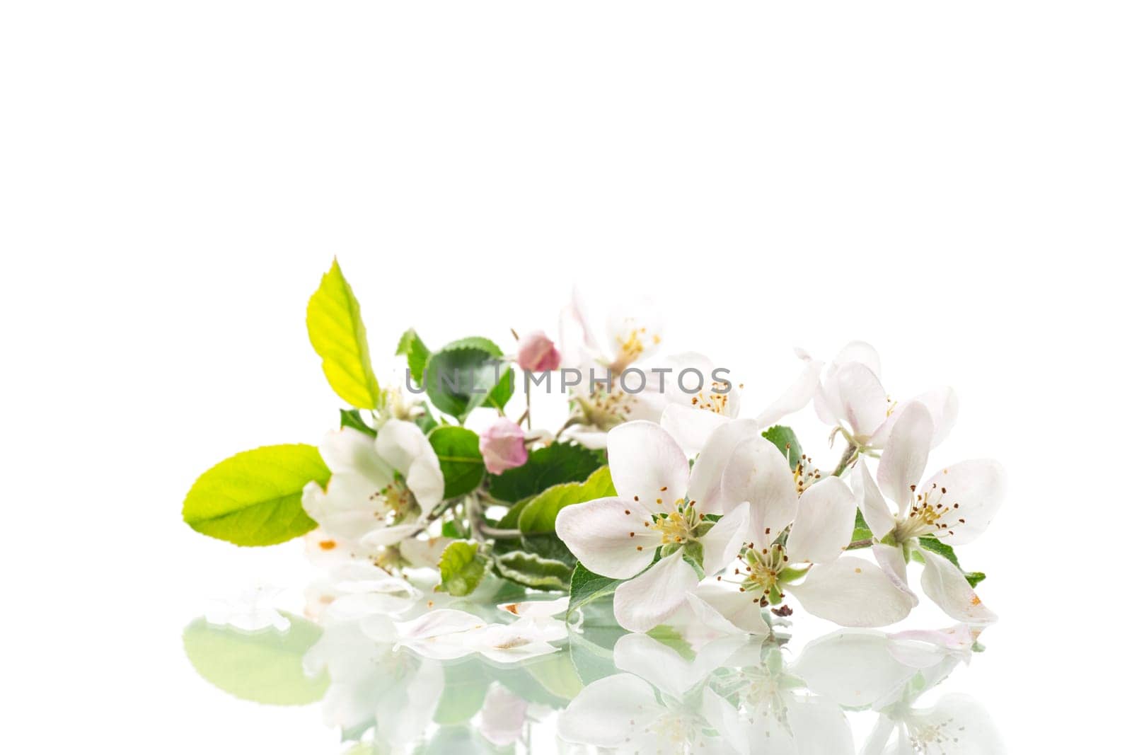 blooming apple tree flowers isolated on white background by Rawlik