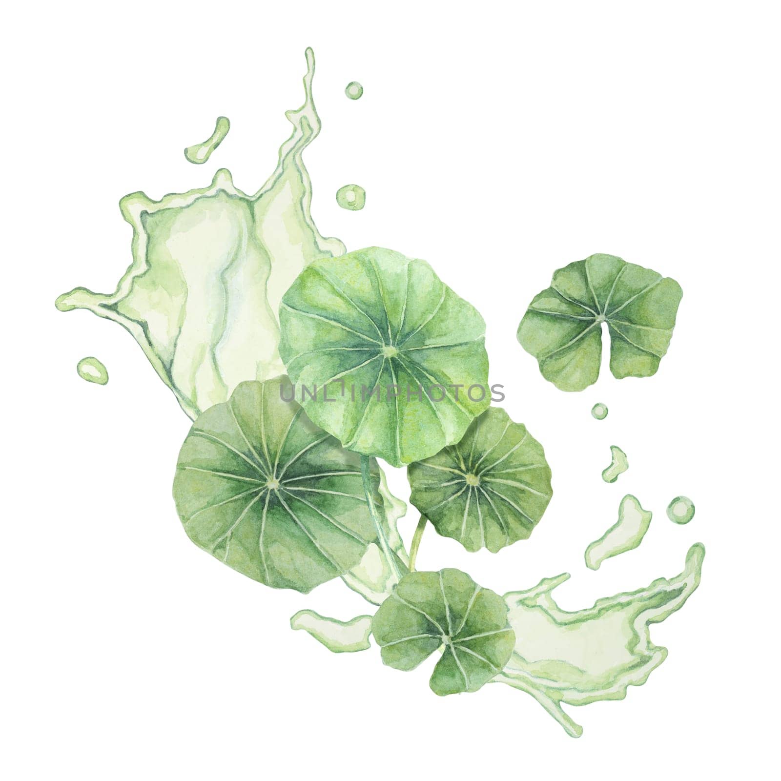 Centella asiatica and green liquid wave . Hand drawn gotu cola fluid splash clipart, watercolor pennywort juice botanical illustration for cosmetics, packaging, beauty, herbal dietary supplements