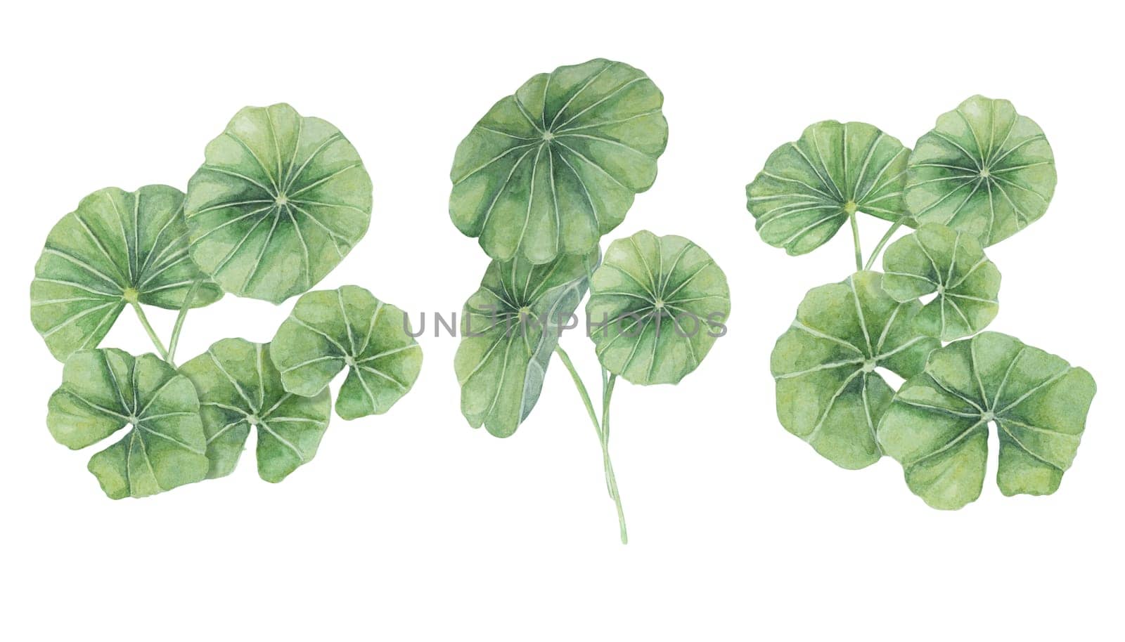 Centella asiatica, gotu cola bouquets. Hand drawn watercolor clipart, Asiatic pennywort for cosmetics, packaging, beauty, labels, supplements by Fofito