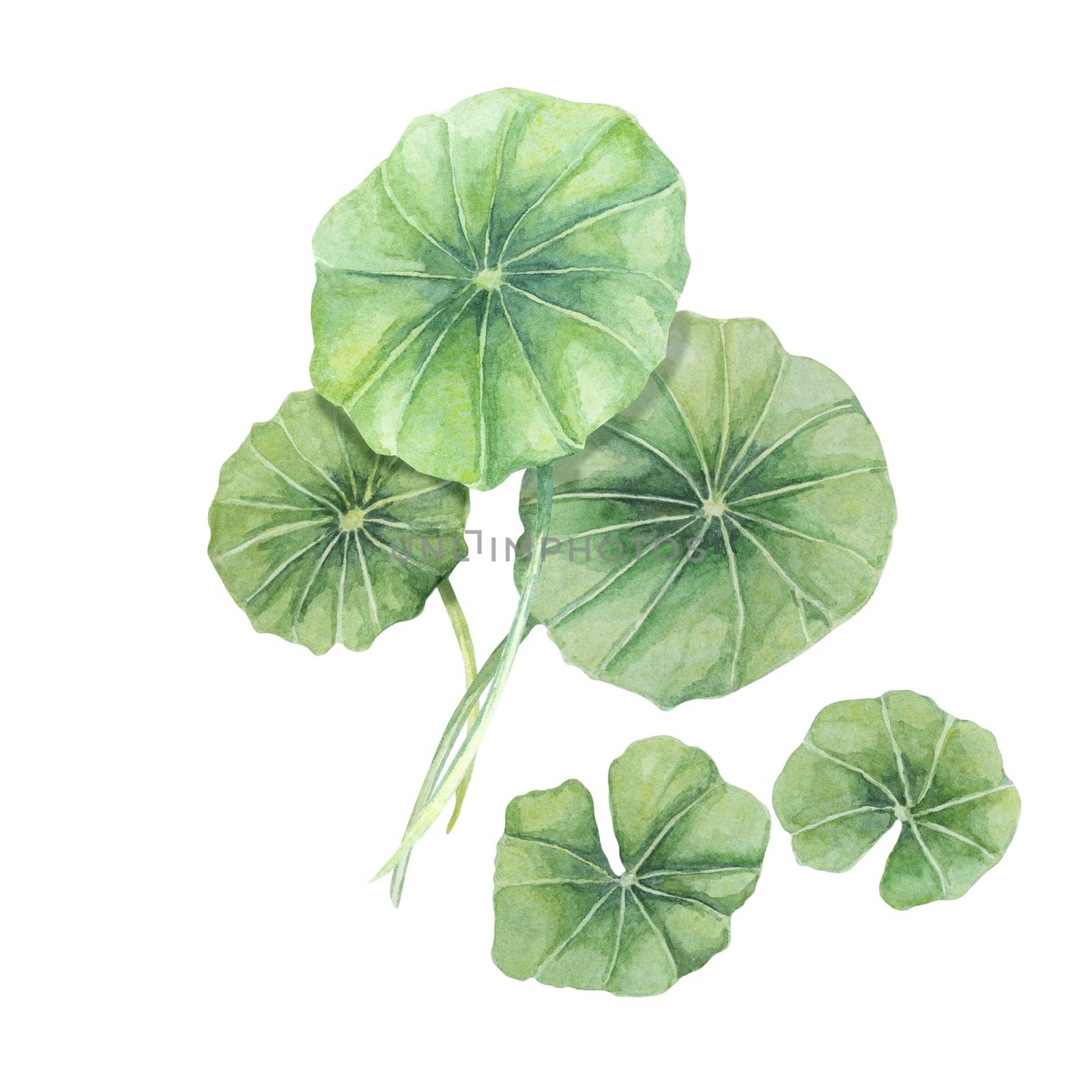 Centella asiatica, gotu cola green arrangement. Hand drawn Asiatic pennywort bouquet watercolor botanical illustration, isolated for cosmetics, packaging, beauty, labels, herbal dietary supplements