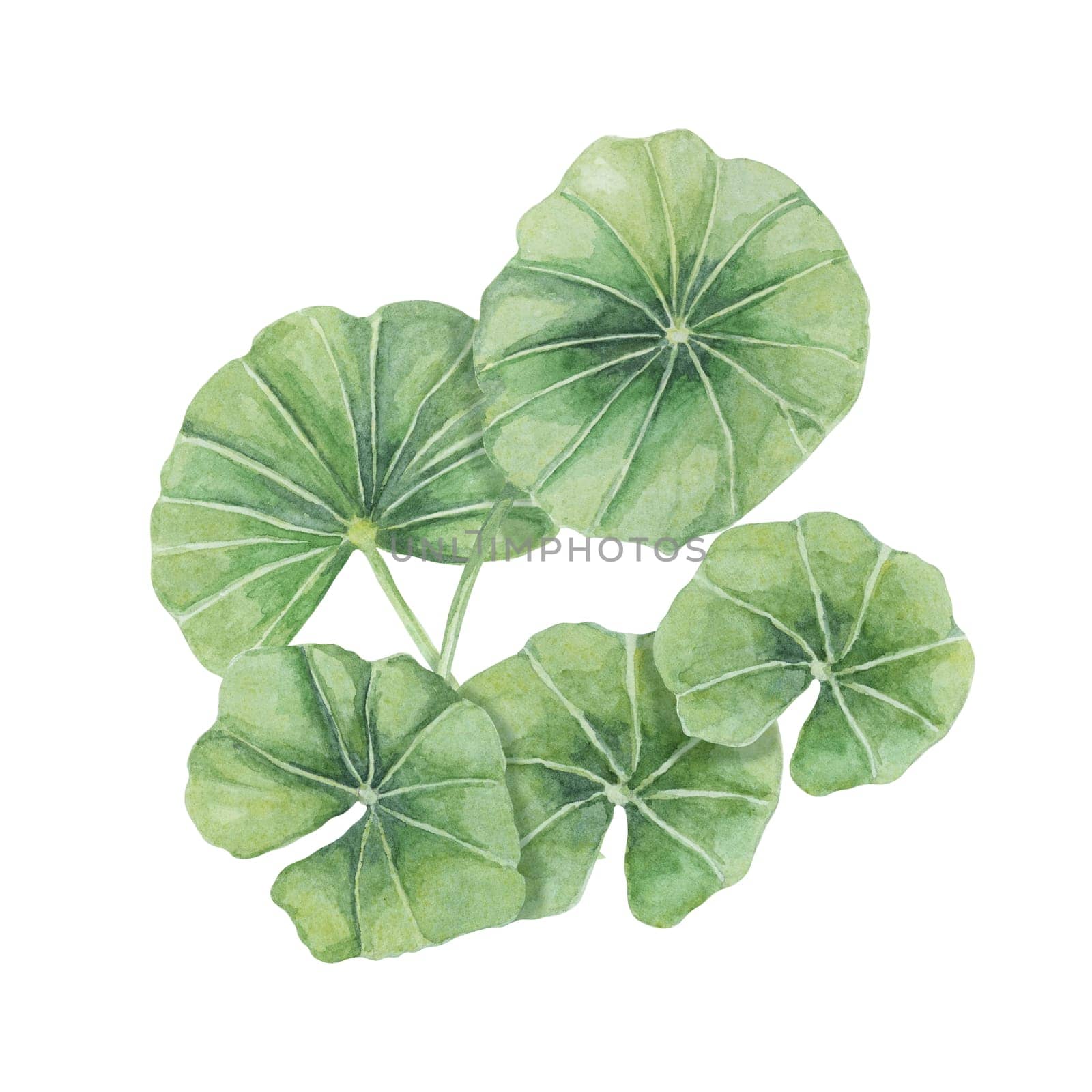 Centella asiatica, gotu cola green bouquet. Hand drawn Asiatic pennywort composition, watercolor botanical illustration, isolated for cosmetics, packaging, beauty, labels, sticker, dietary supplements