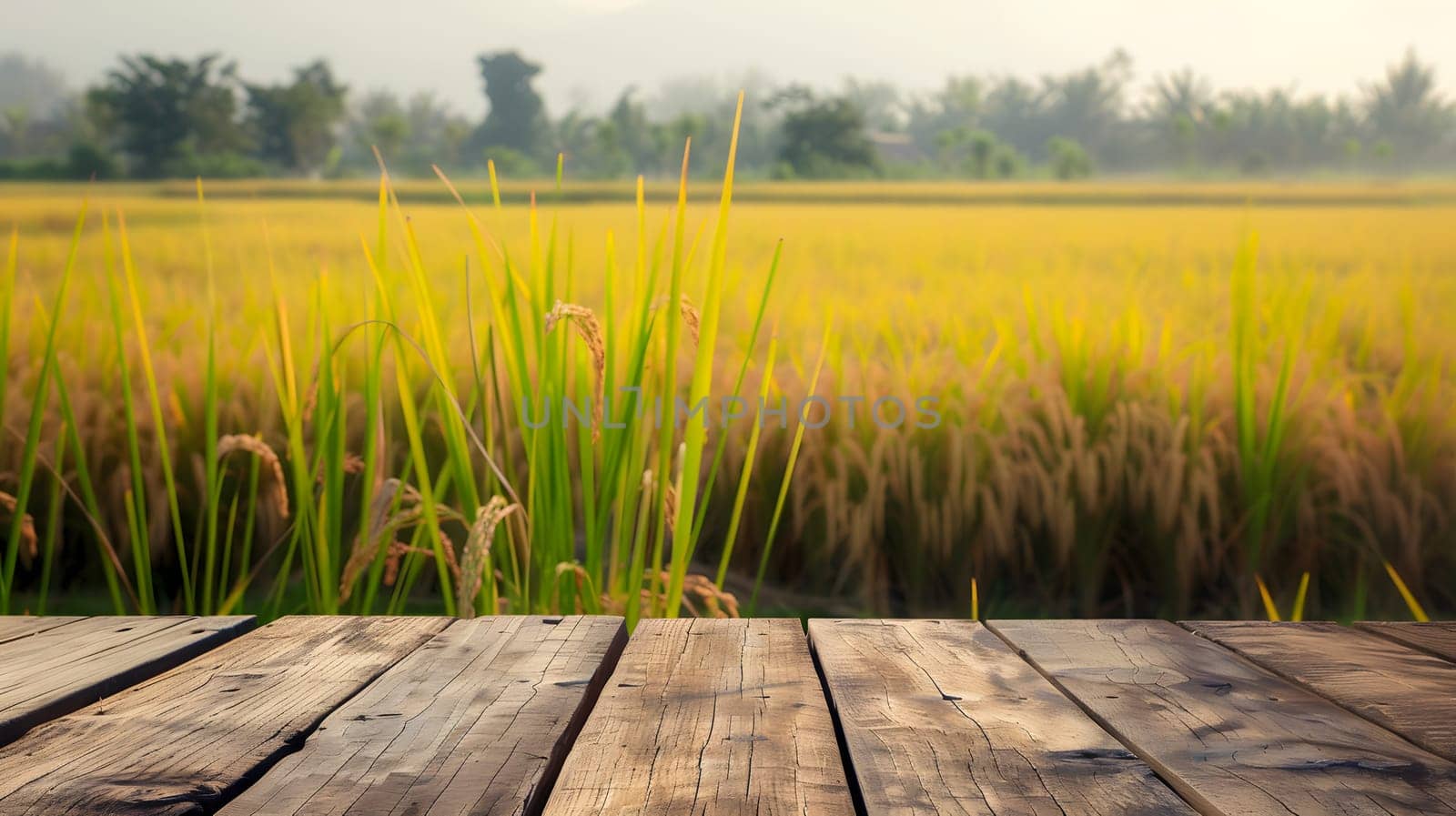 Wooden deck foreground, rice field background in rural area by Nadtochiy