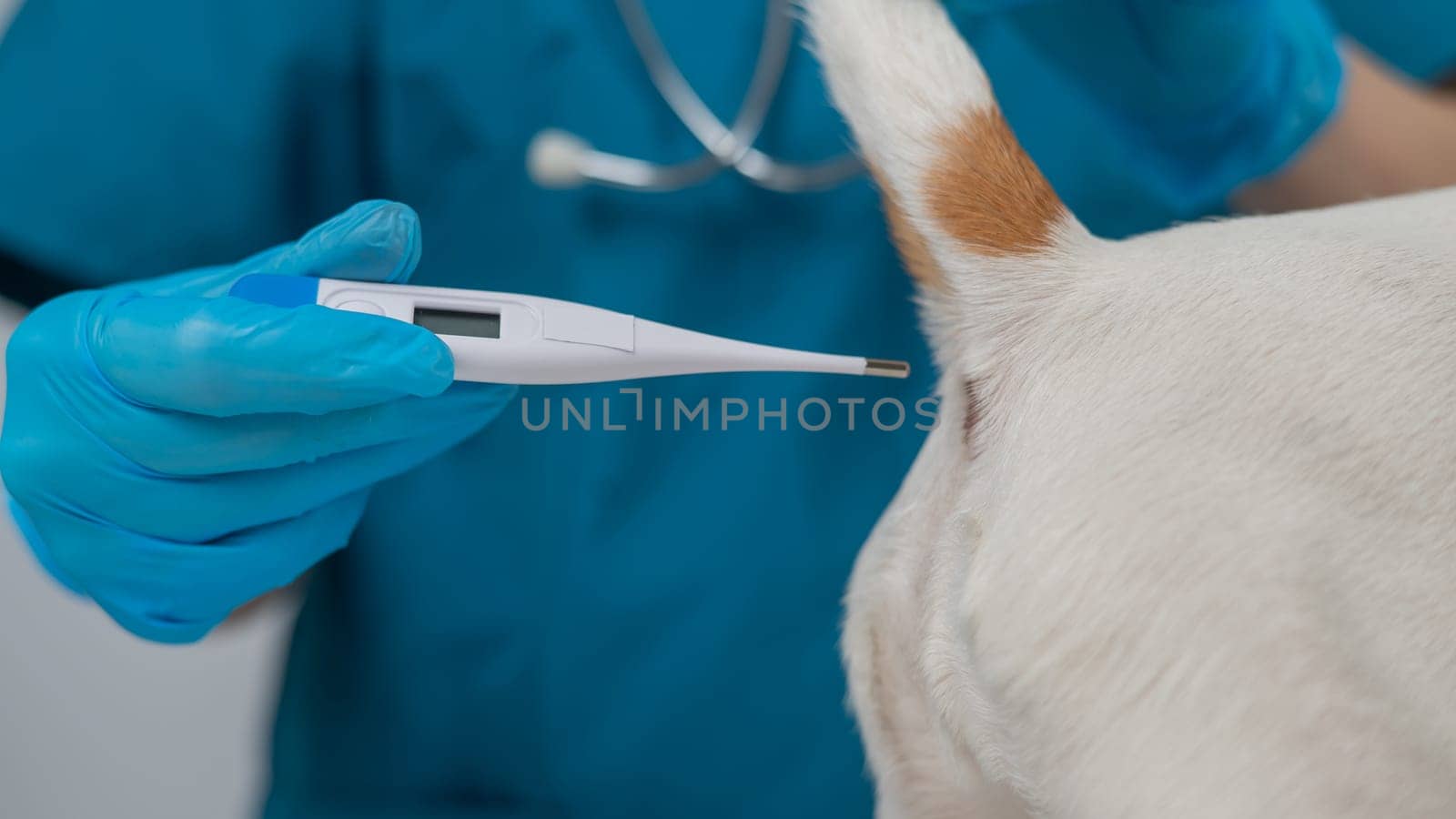 A veterinarian measures a dog's temperature rectally with an electronic thermometer