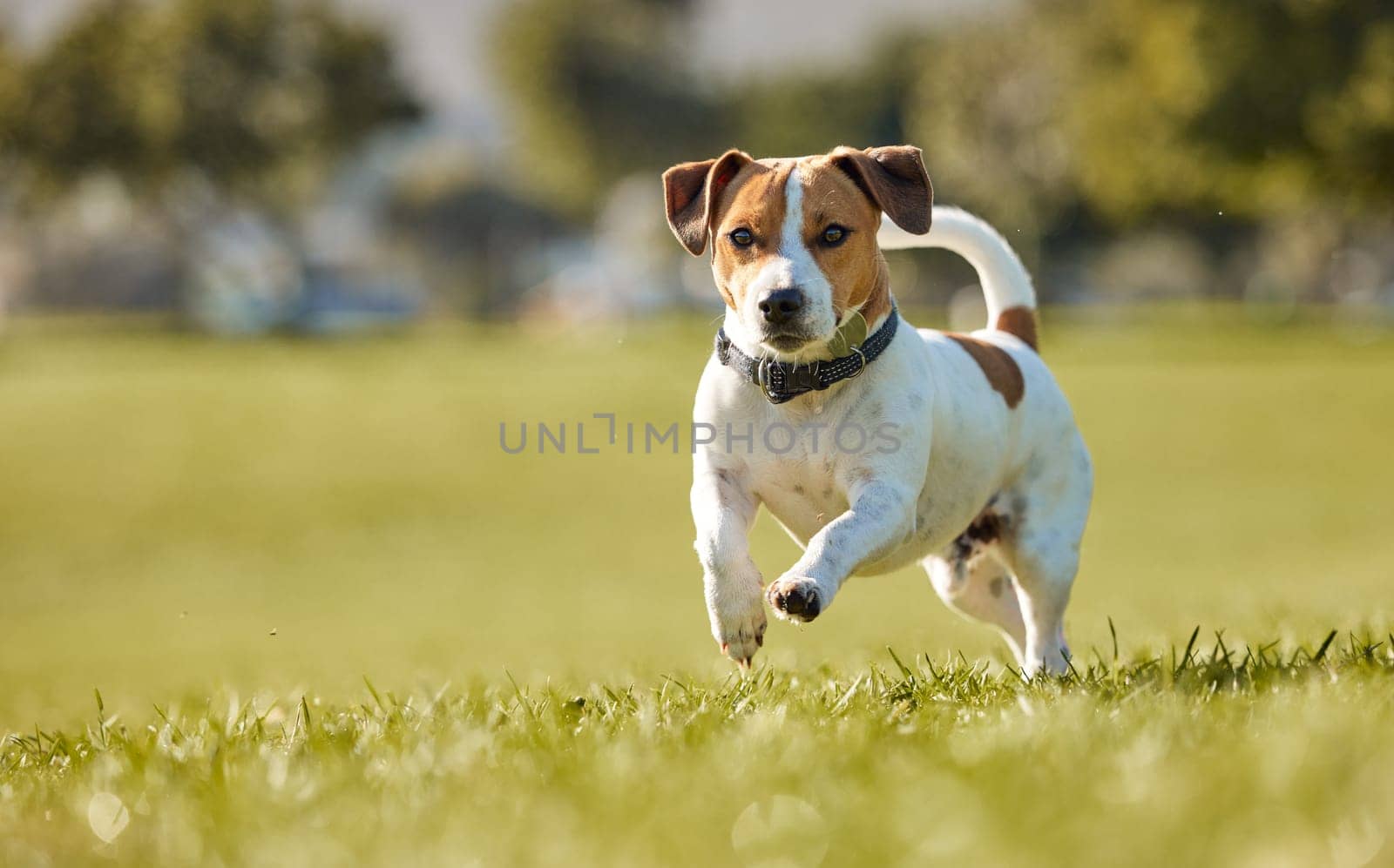 Dog, running and outdoor exercise on field for animal training in summer for healthy development, mobility or wellness. Backyard, workout and nature grass as Jack russell terrier, playing or fitness by YuriArcurs