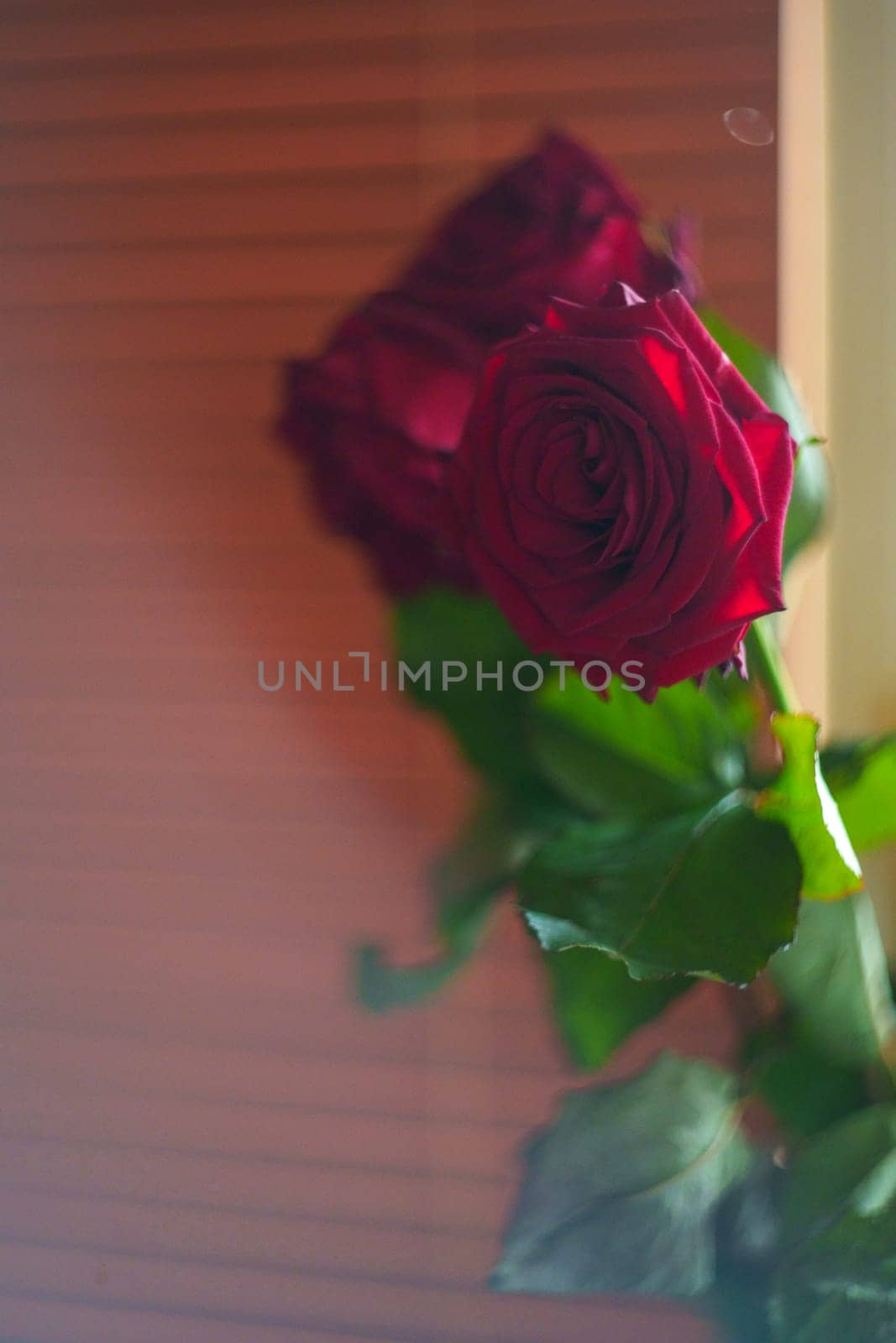 Red Roses. High quality photo