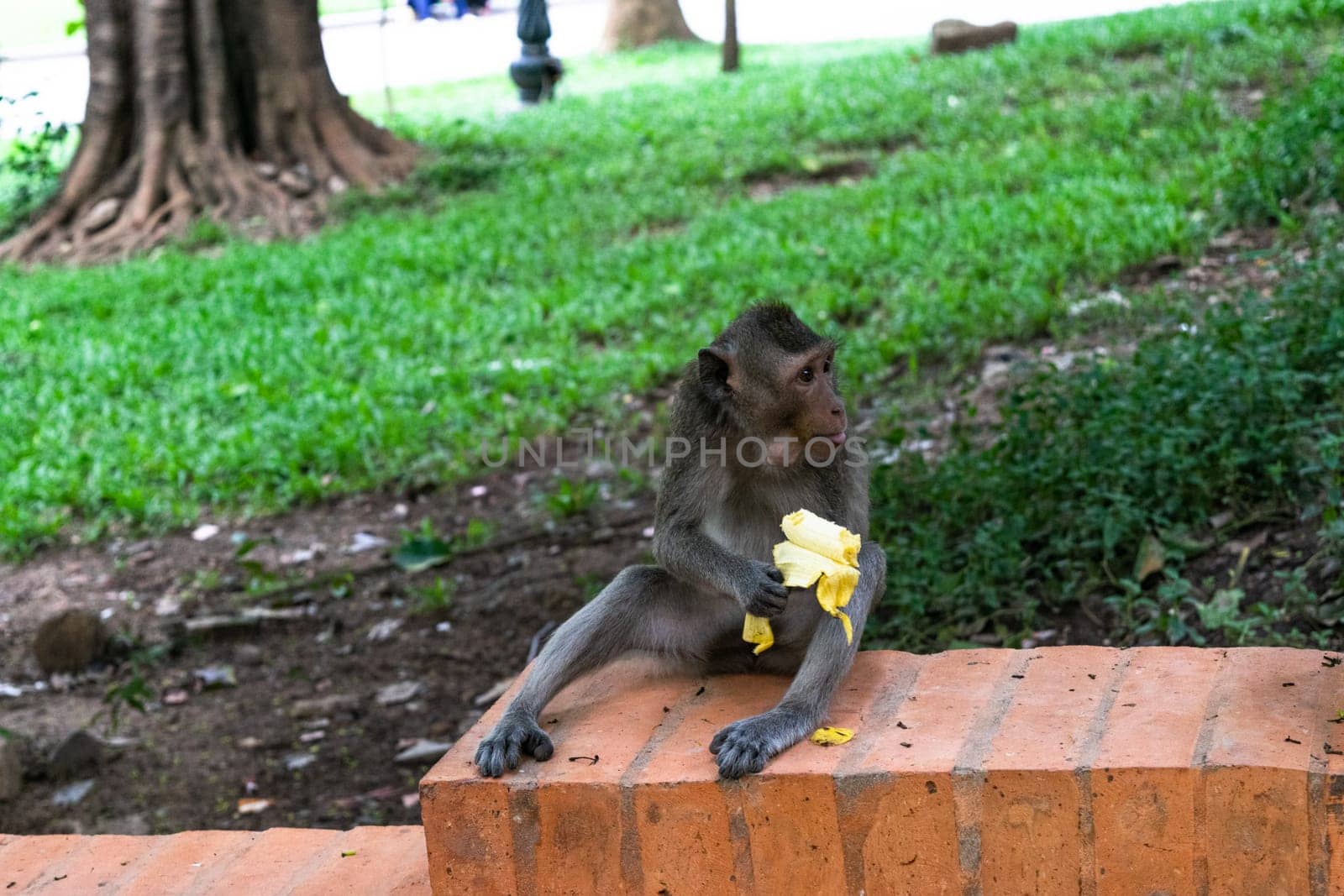 hungry monkey eating a banana. by Peruphotoart