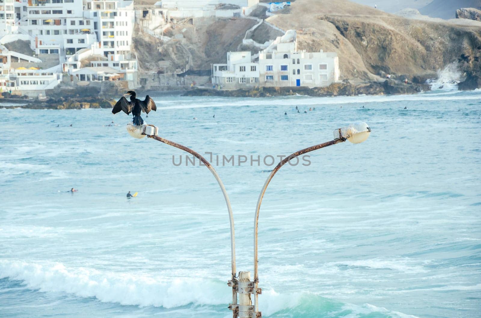 Cormorant spreads its wings atop a rusty lamppost with urban coastal background