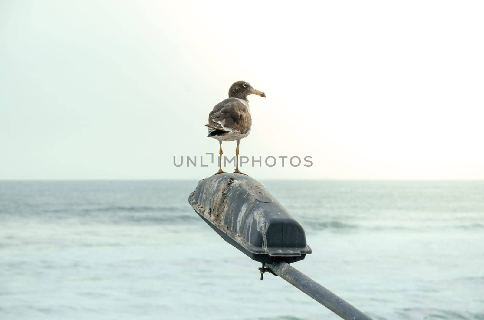 Seagull perched on streetlamp by the sea by Peruphotoart