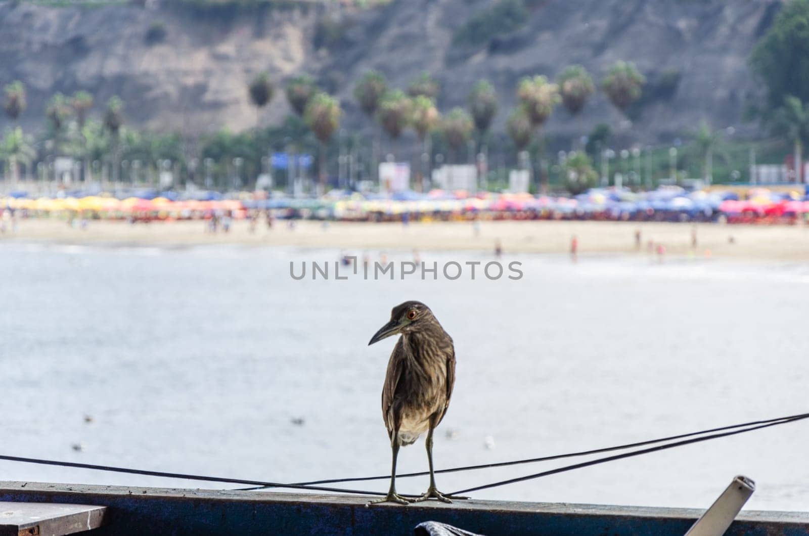 Seagull standing on a wooden beam with the background of a beach