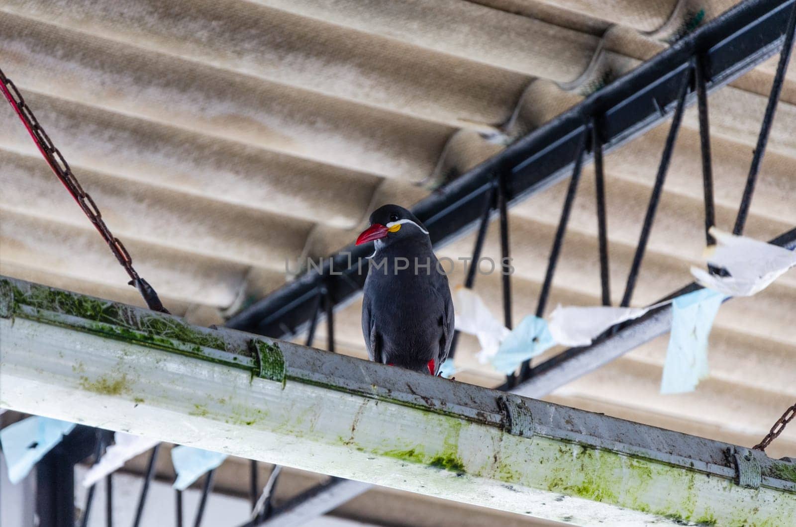 Black Seagull standing on a wooden beam. by Peruphotoart