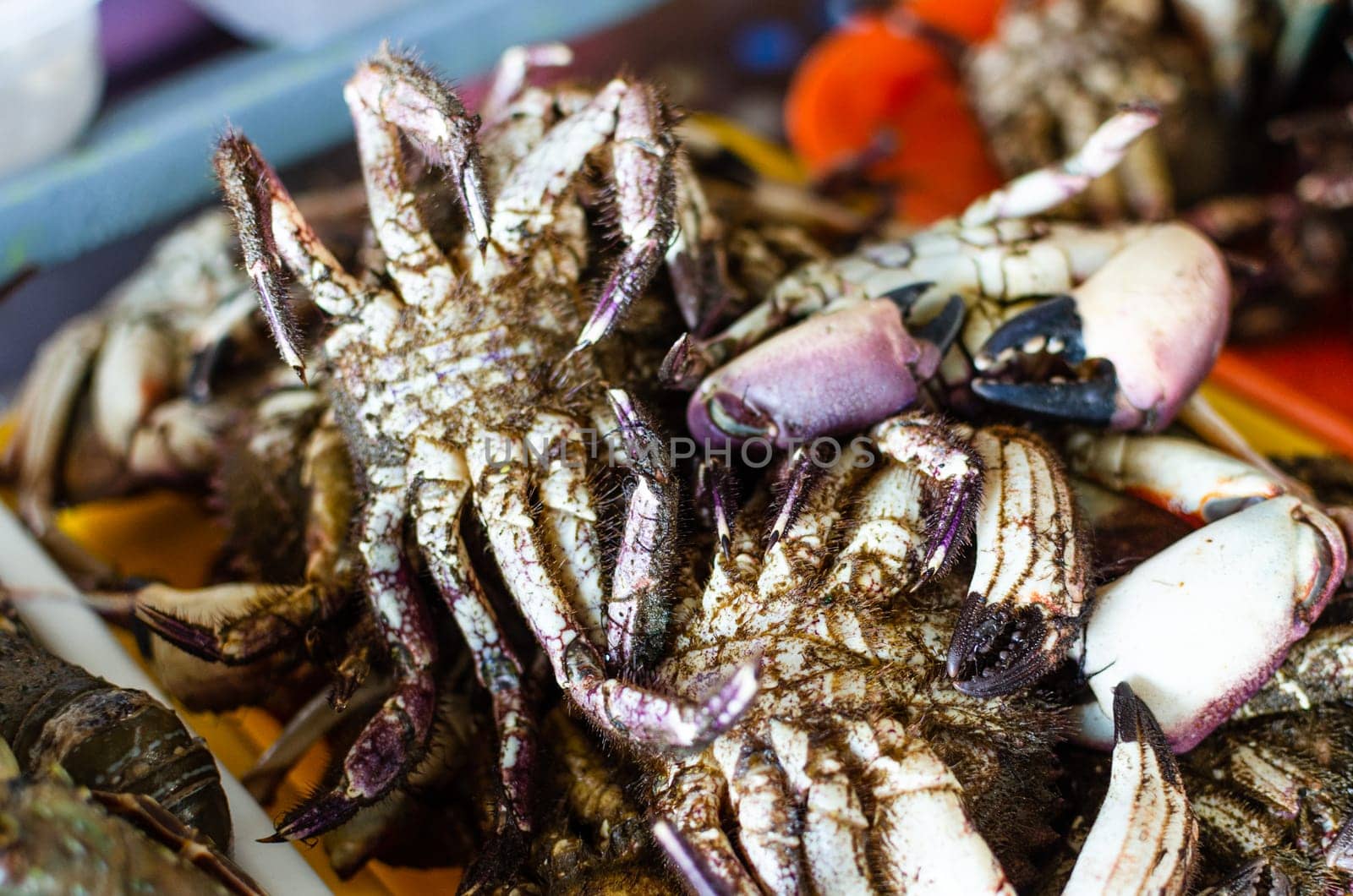 Large group of alive sea crabs bundled for sale at supermarket