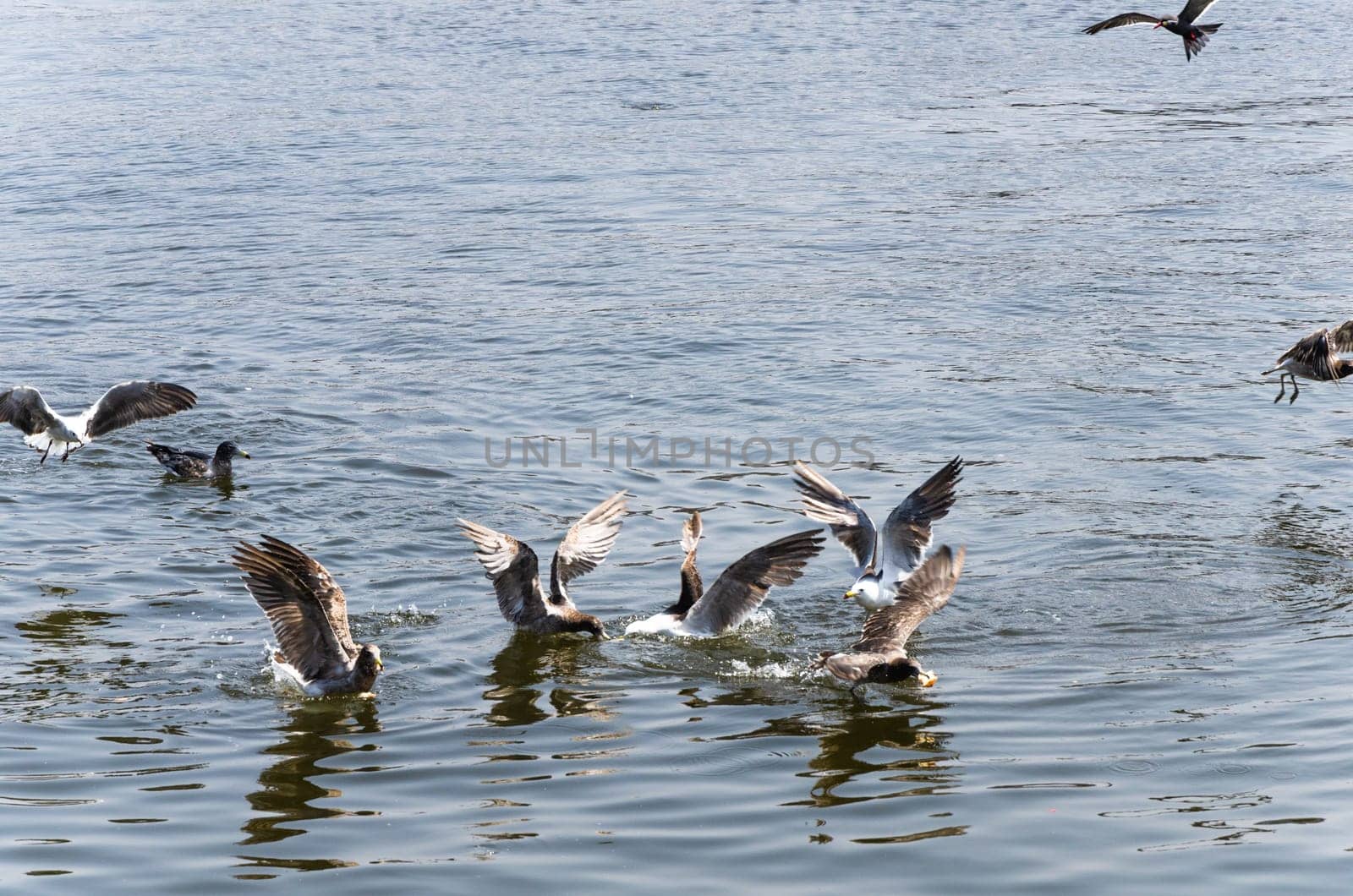 Seagulls, Seagull birds in water, Close up view of white birds, natural blue water background. by Peruphotoart