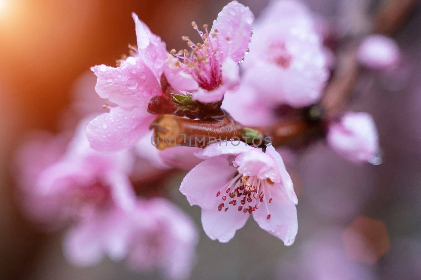 raindrops on peach blossom petals, close-up, blurred background. by Matiunina