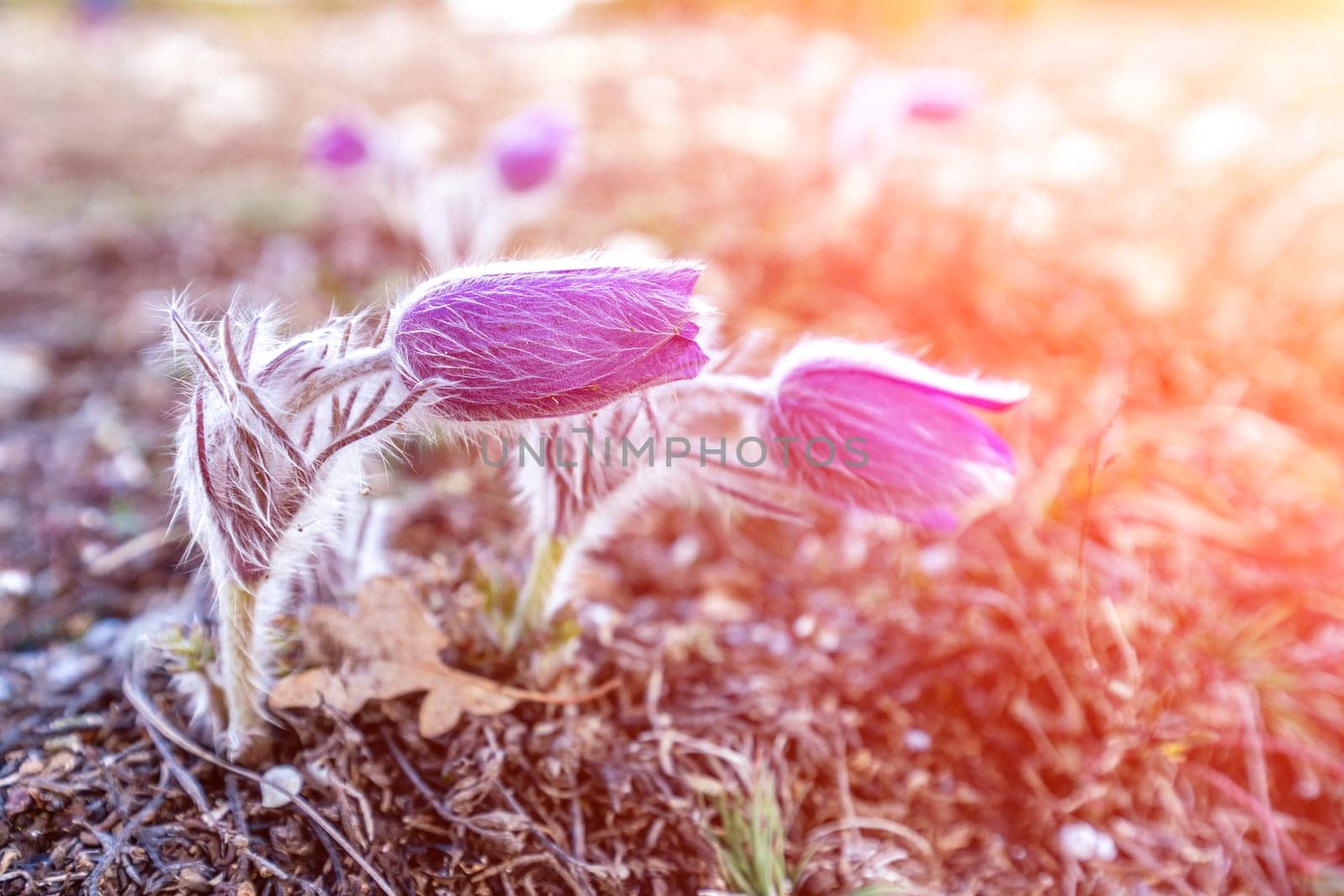 Dream grass is the most beautiful spring flower. Pulsatilla blooms in early spring in forests and mountains. Purple pulsatilla flowers close up in the snow.