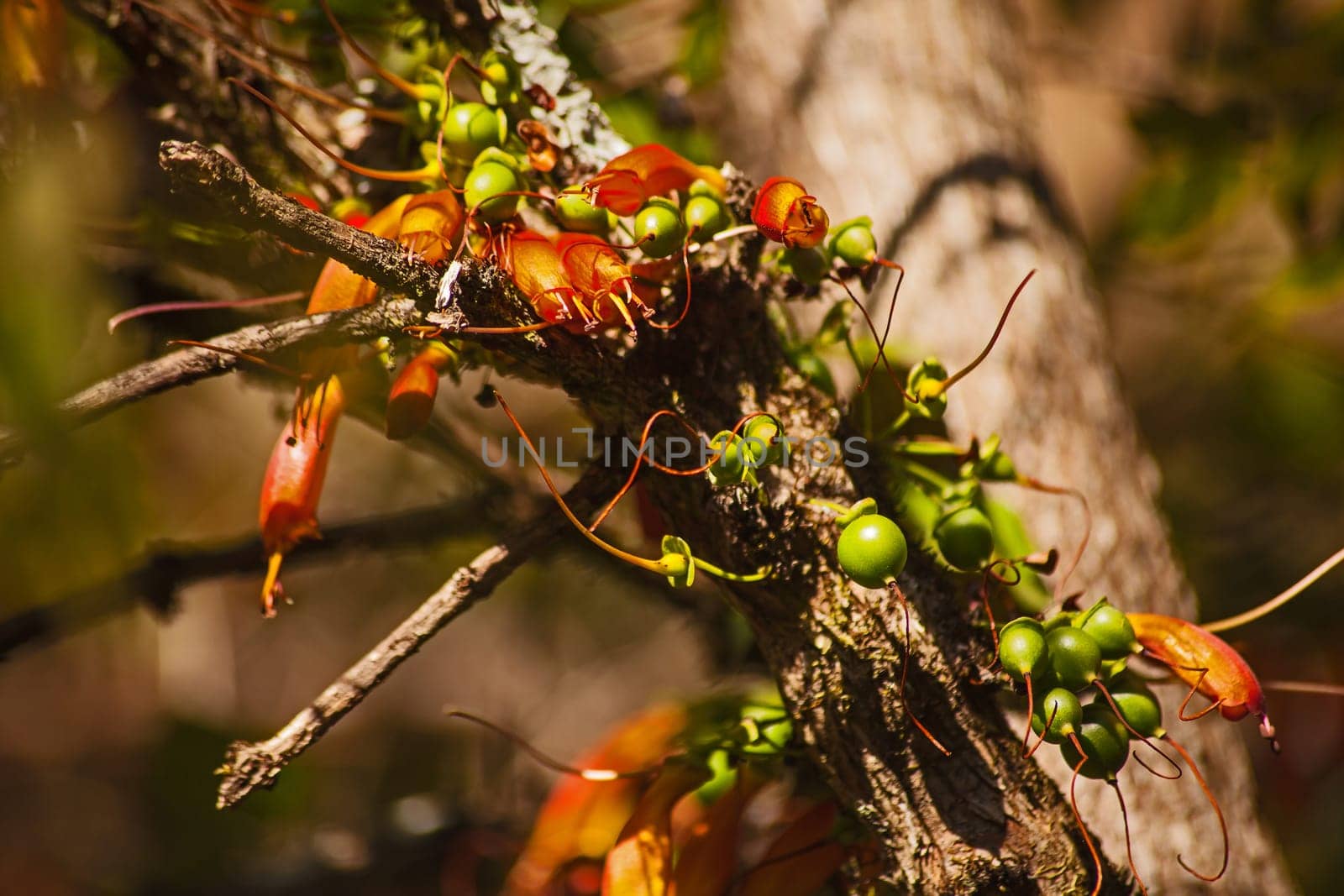 Macro of the flowers and fruits of the Tree Fuchsia (Halleria lucida) seen in the Royal Natal National park South Africa