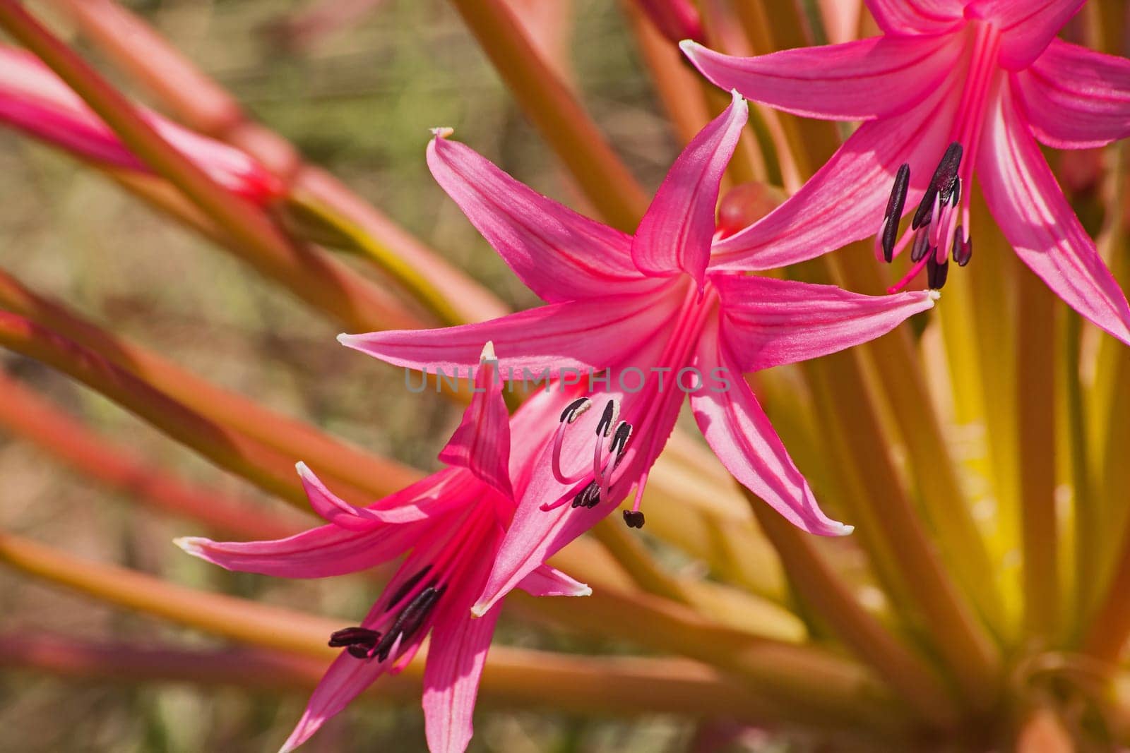 A macro image of the flowers of Nerine laticoma photographed at Walter Sisulu Botanical Gardens in Johannesburg South Africa