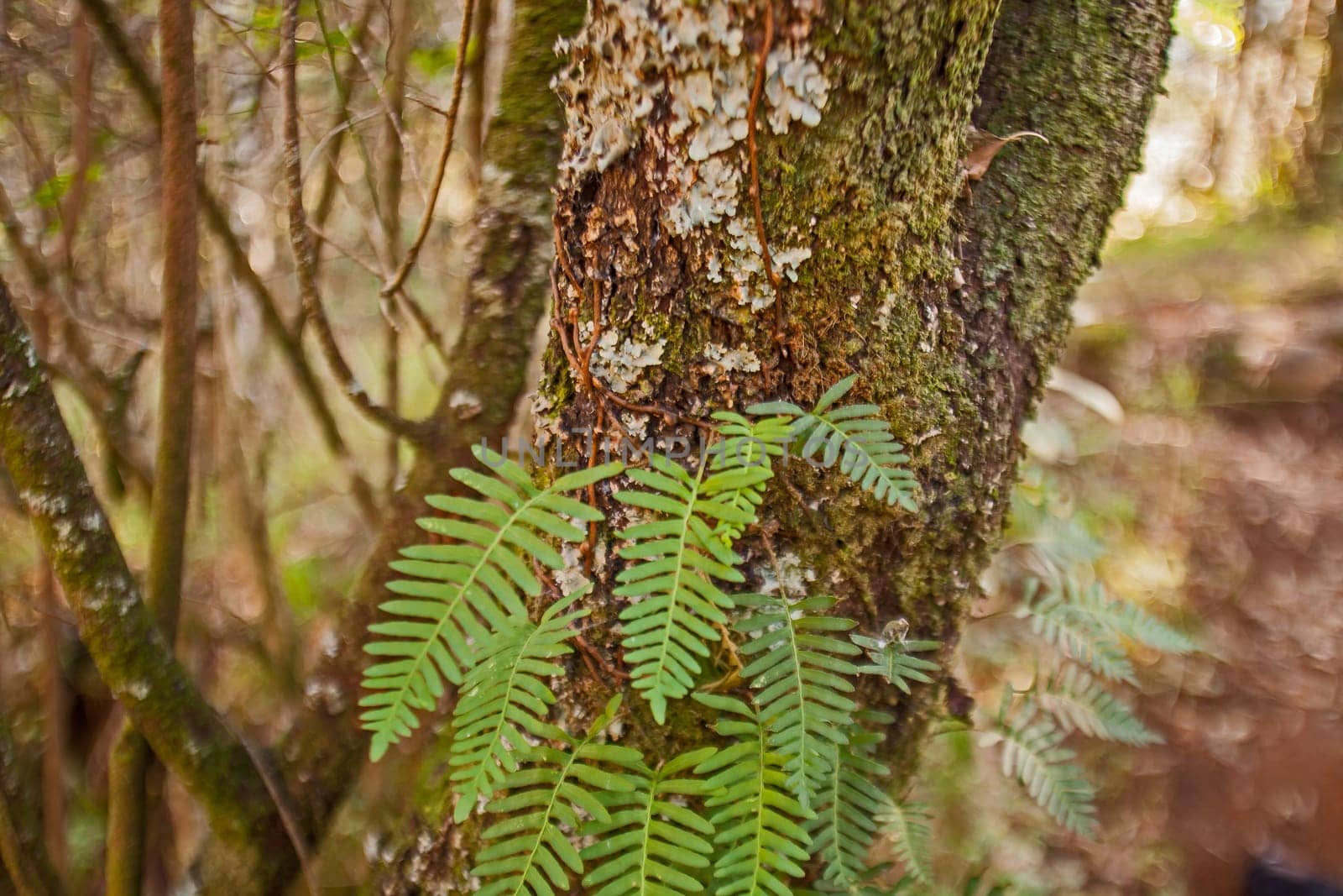 The Resurrection Fern (Pleopeltis polypodioides) climbig up a tree trunk in the Royal Natal National Park, KwaZulu Natal South Africa