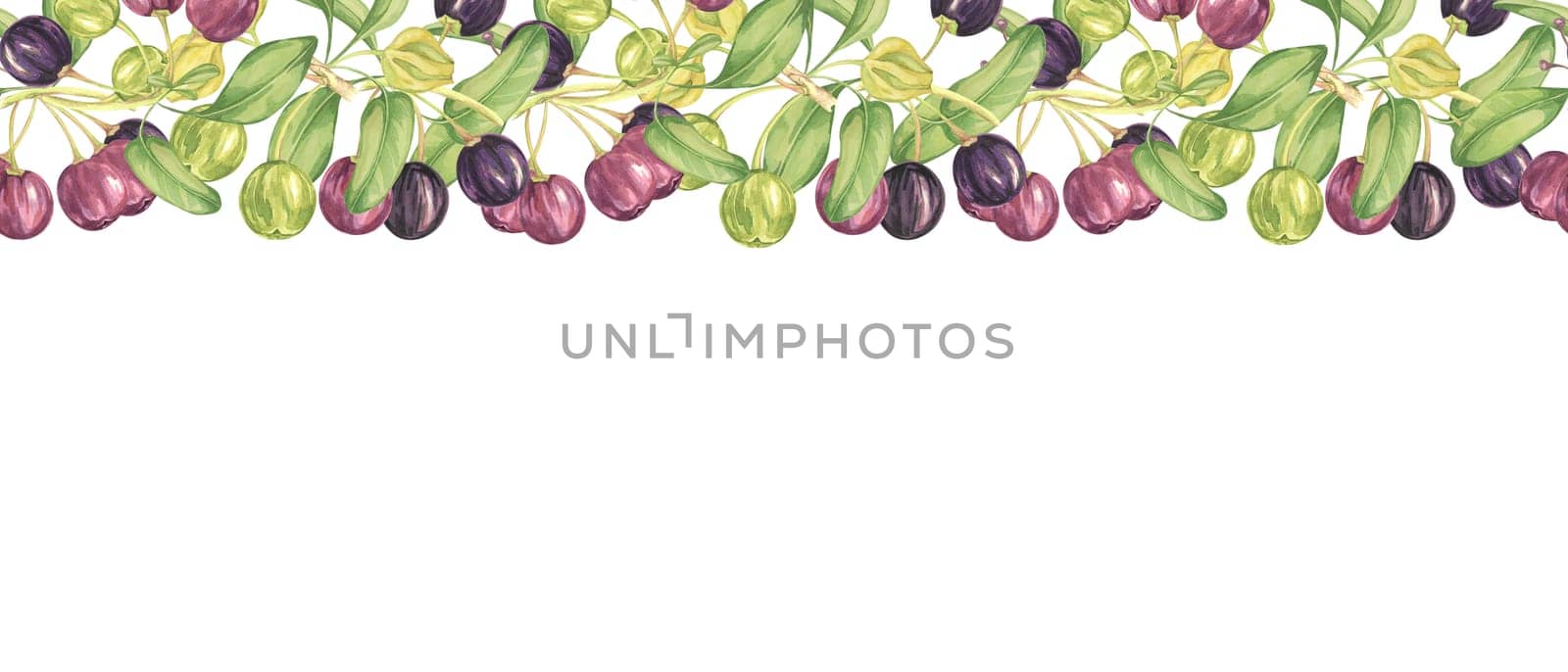 Seamless border of maqui berriy and leaves in purple and green. Watercolor illustration of Chilean wineberry cherry plant for printing,packaging, food supplements, apparel, textile,cards by Fofito