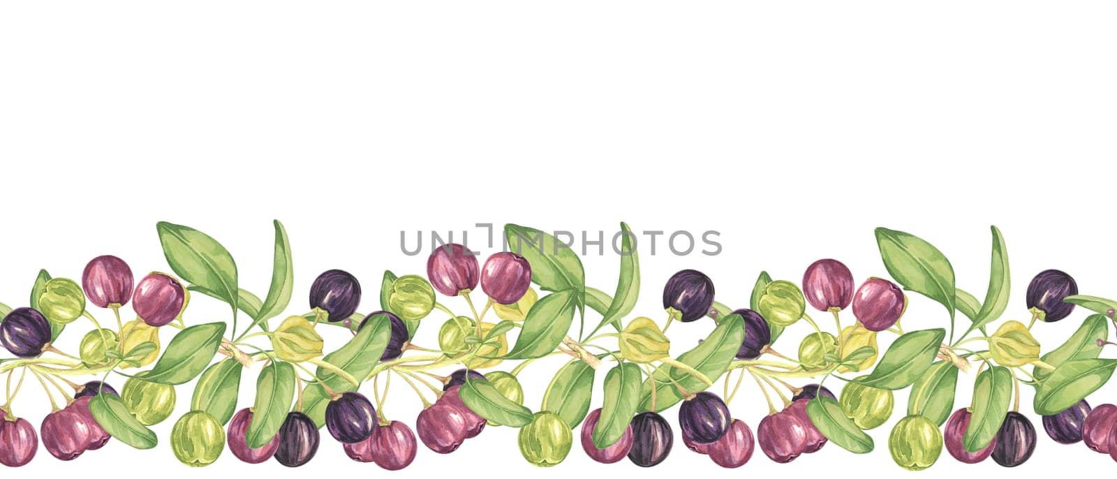 Seamless border of maqui berriy and leaves in purple and green. Watercolor illustration of Chilean wineberry cherry plant for printing,packaging, food supplements, apparel, textile,cards by Fofito