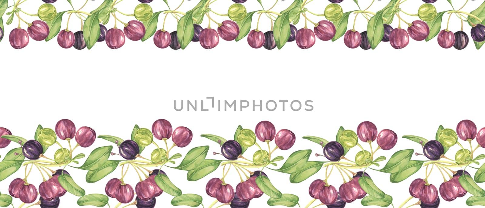 Seamless border of maqui berriy and leaves in purple and green. Watercolor illustration of Chilean wineberry cherry plant for printing,packaging, food supplements, apparel, textile,cards by Fofito