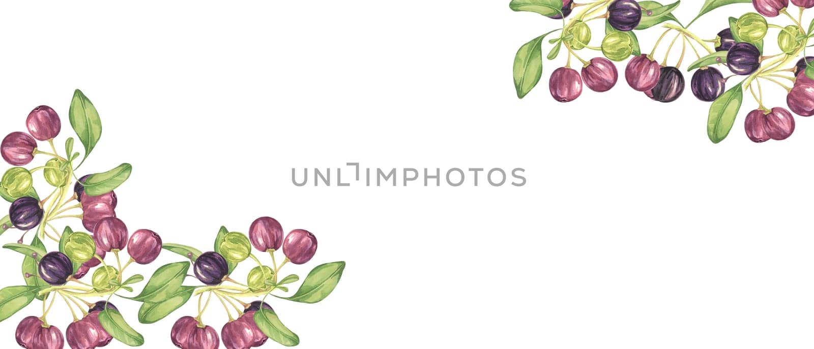 Maqui berry and leaves in purple and green banner. Hand drawn watercolor illustration Chilean wineberry cherry plant, Aristotelia chilensis for printing, food supplement, apparel, cards, web template