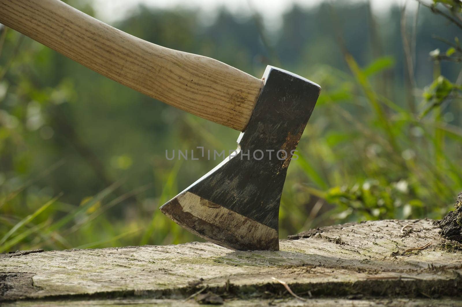 Axe stuck in tree stump in background of felled forest by NetPix